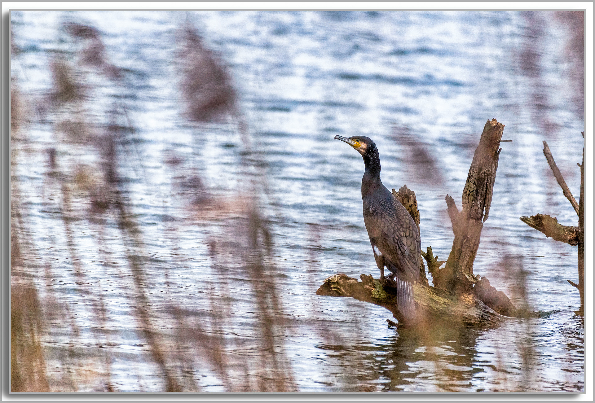 Grand Cormoran - Phalacrocorax carbo