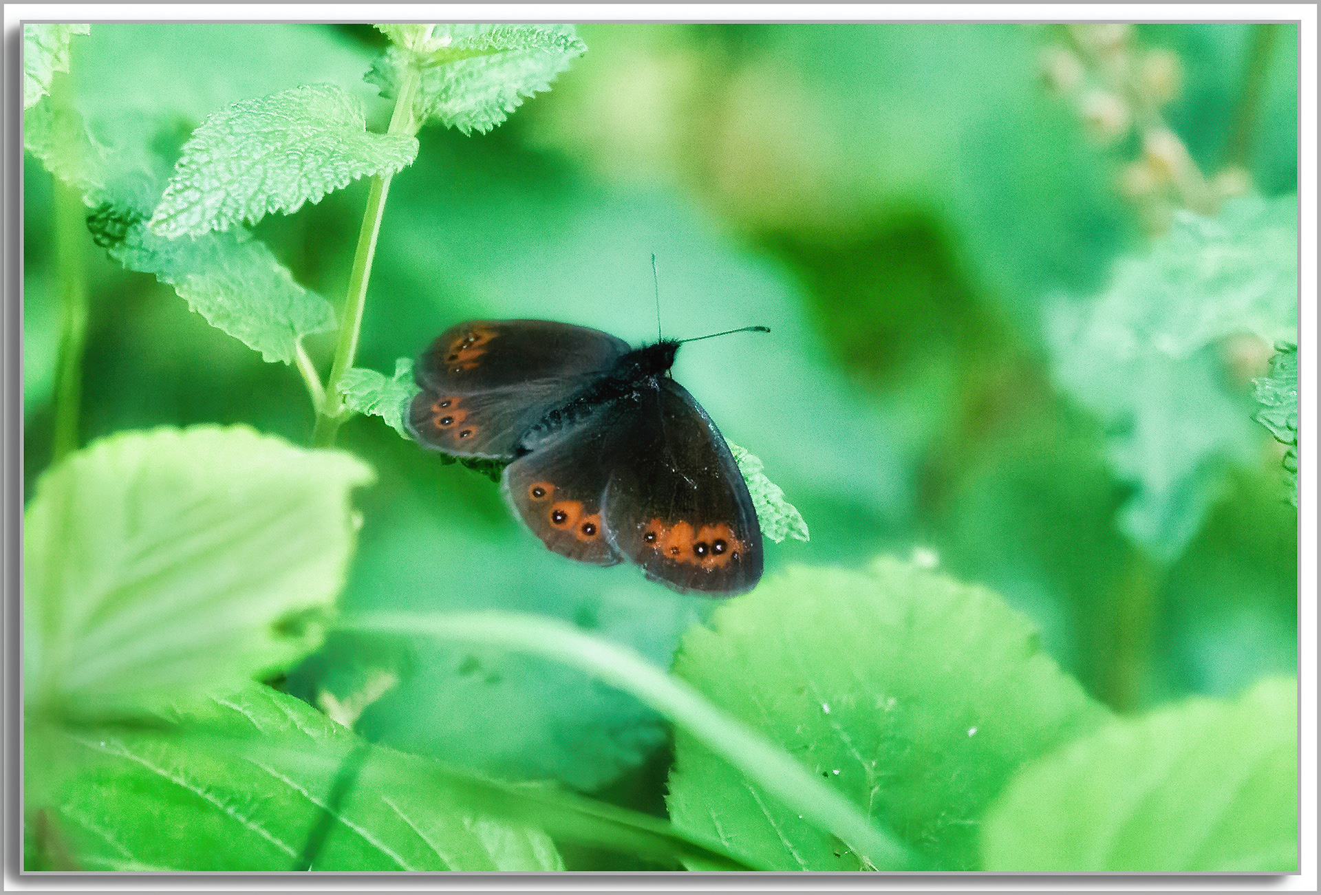 Moiré blanc-fascié - Erebia ligea