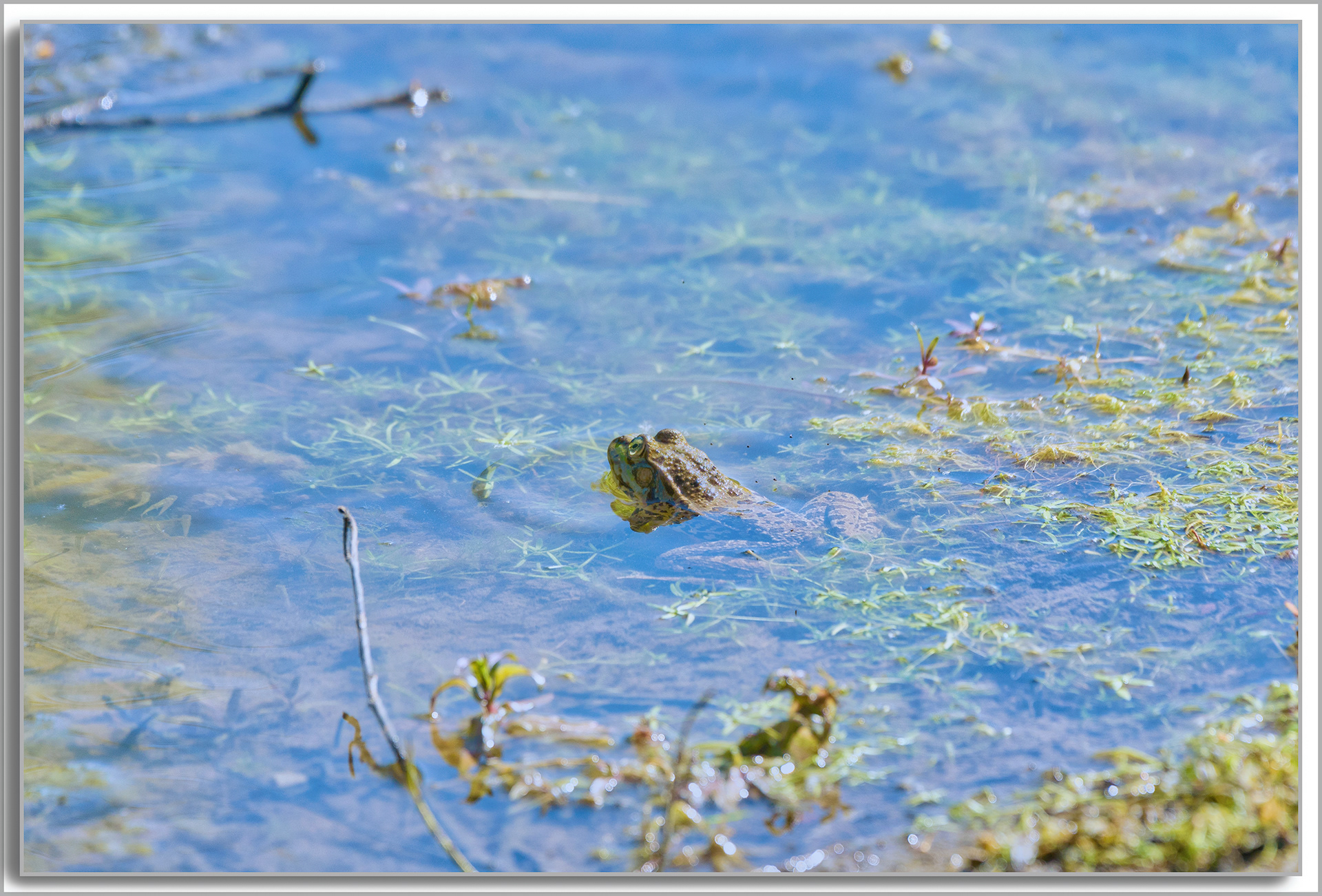 Grenouille comestible - Pelophylax kl. esculentus