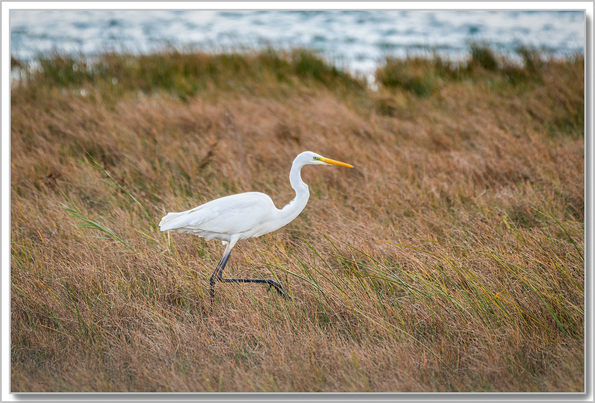 Grande Aigrette - Ardea Alba