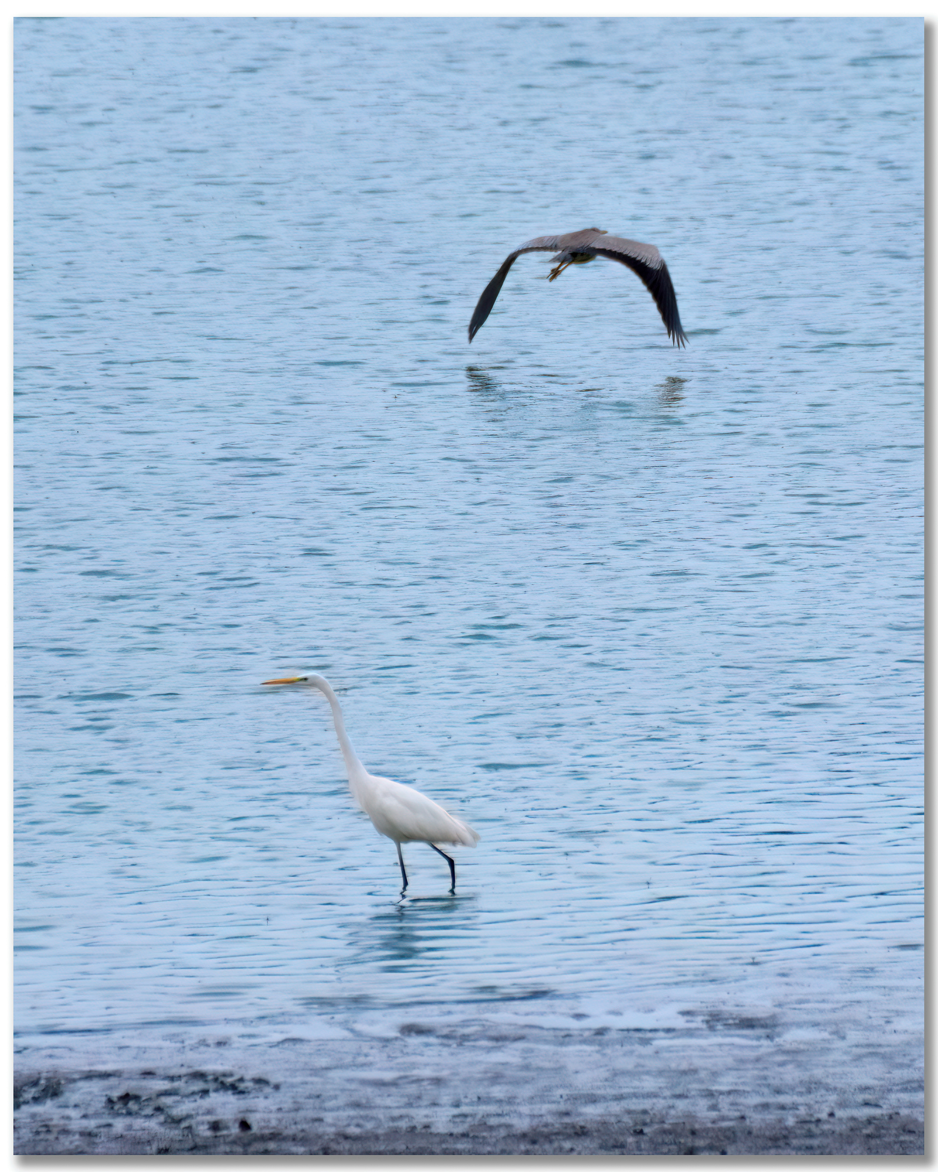 Grande Aigrette - Ardea Alba, Héron cendré - Ardea Cinerea