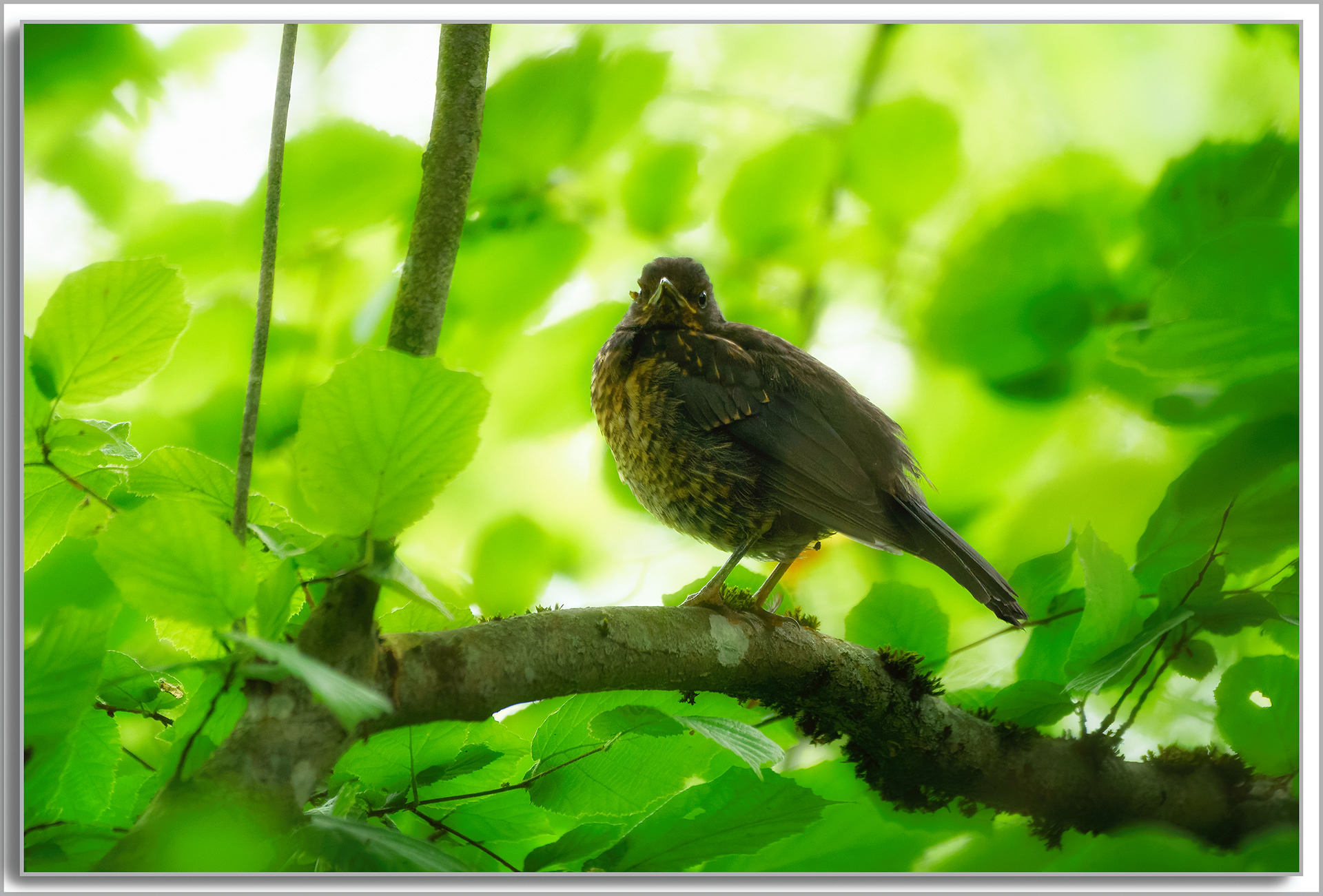 Merle noir - Turdus Merula