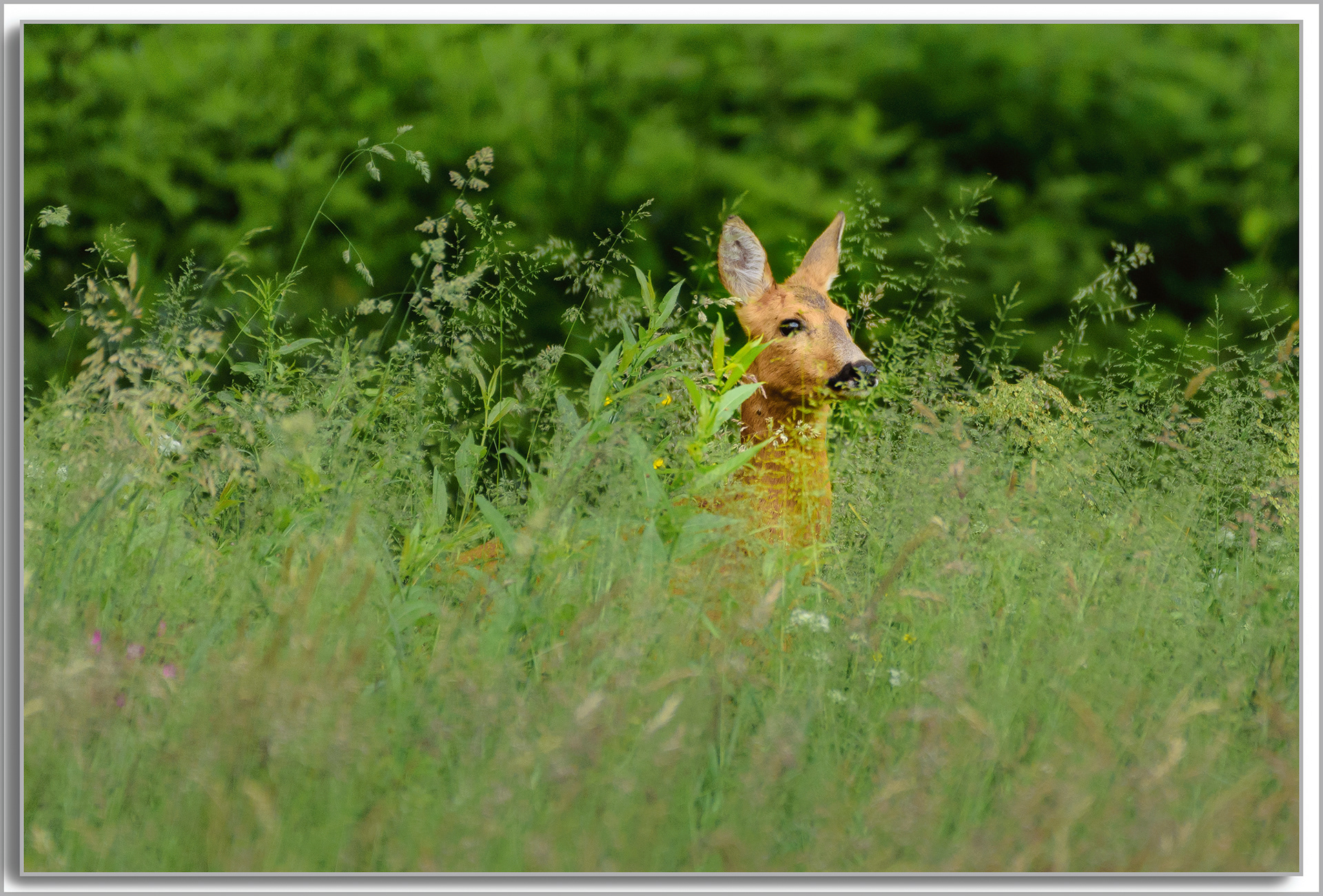Chevreuil - Capreolus capreolus
