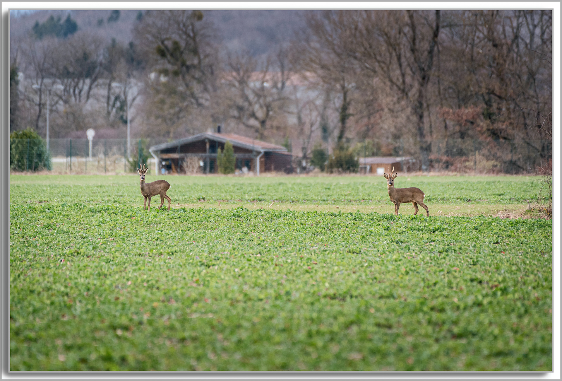 Chevreuil - Capreolus capreolus