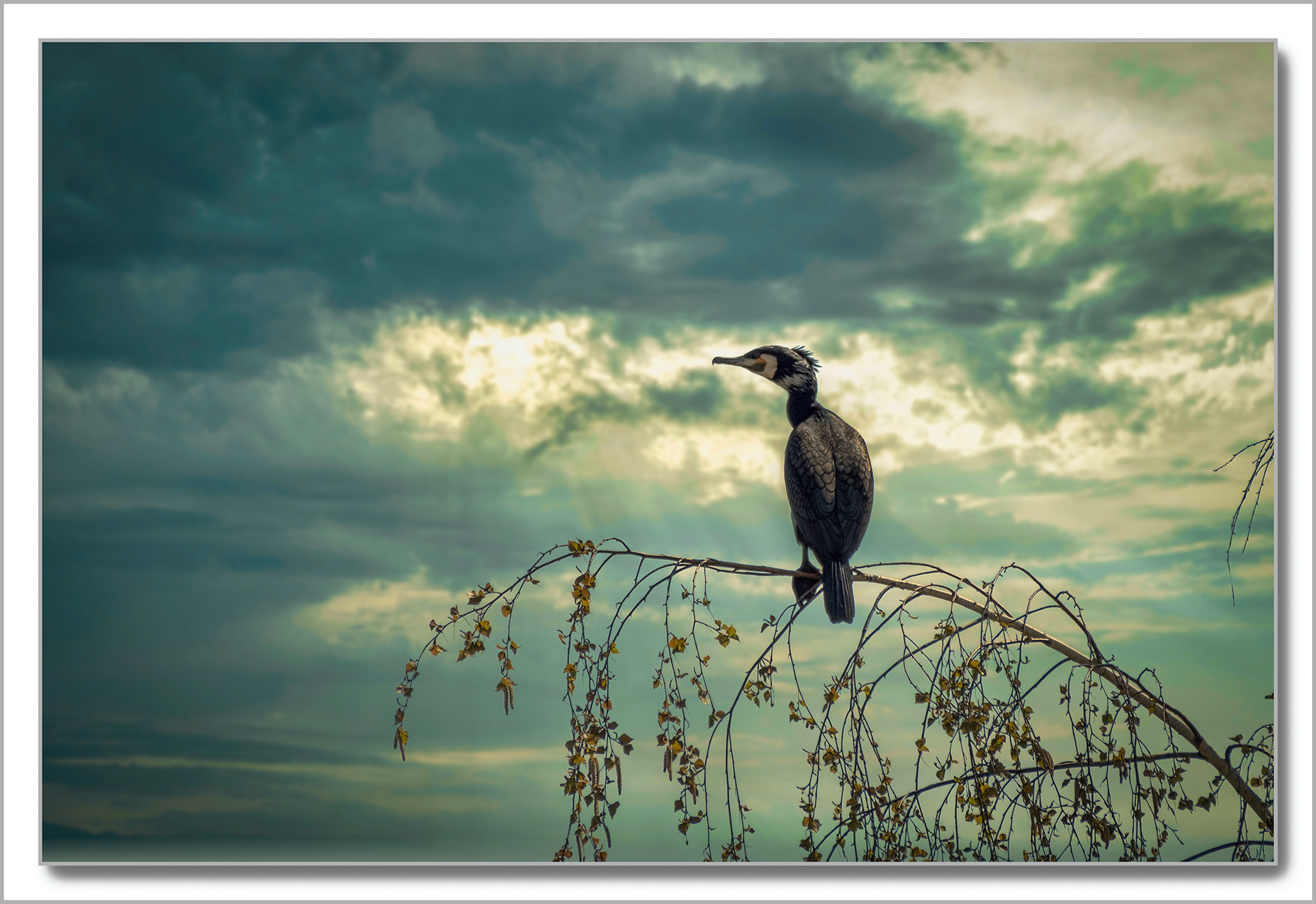 Grand Cormoran - Phalacrocorax carbo