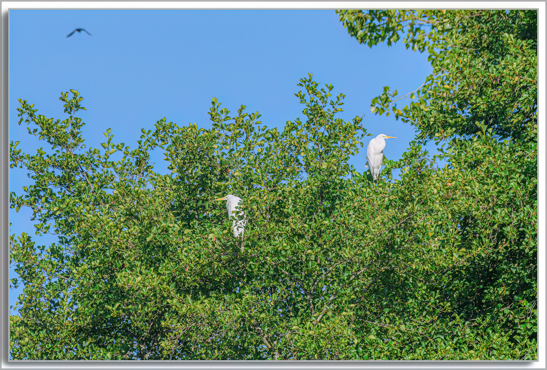 Grande Aigrette - Ardea Alba