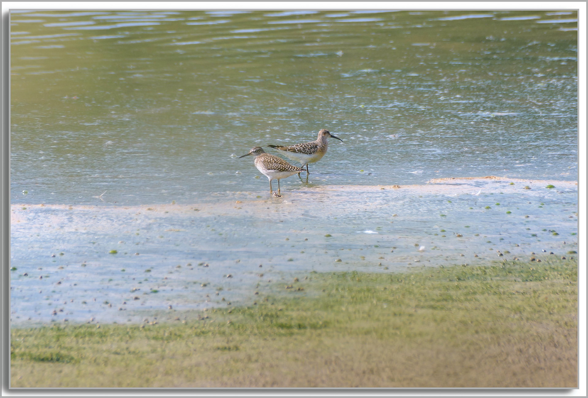 Bécasseau cocorli - Calidris ferruginea, Chevalier sylvain - Tringa glareola