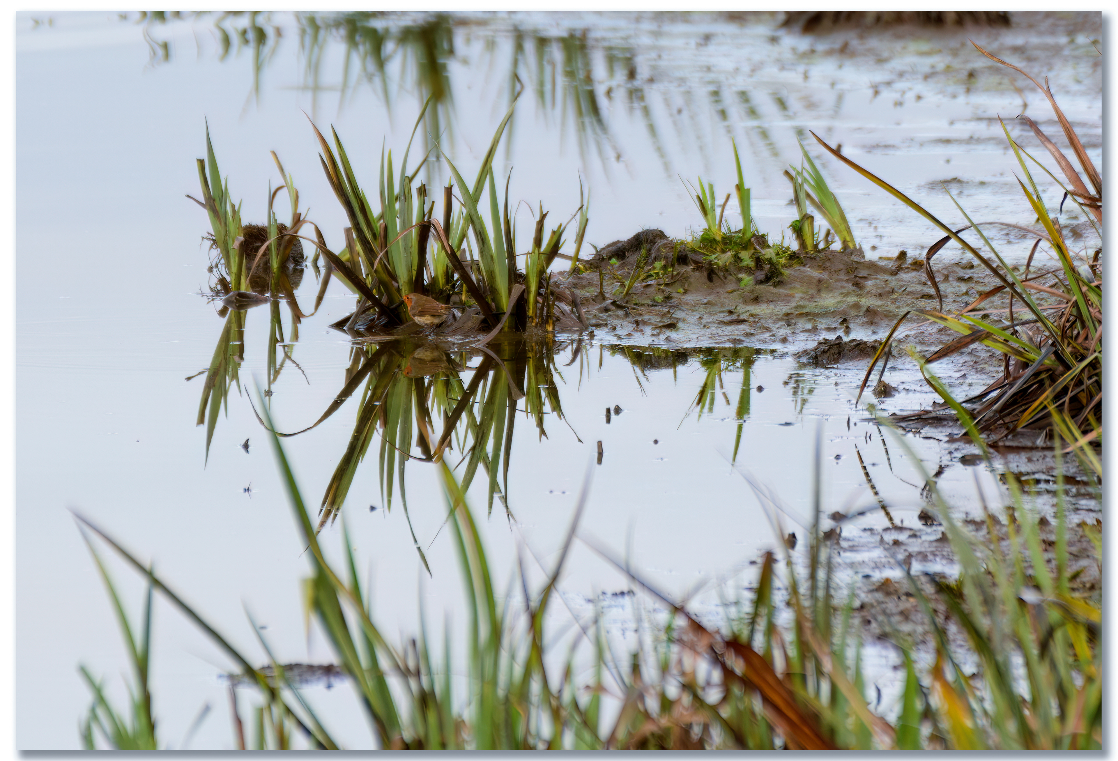 Rougegorge familier - Erithacus rubecula