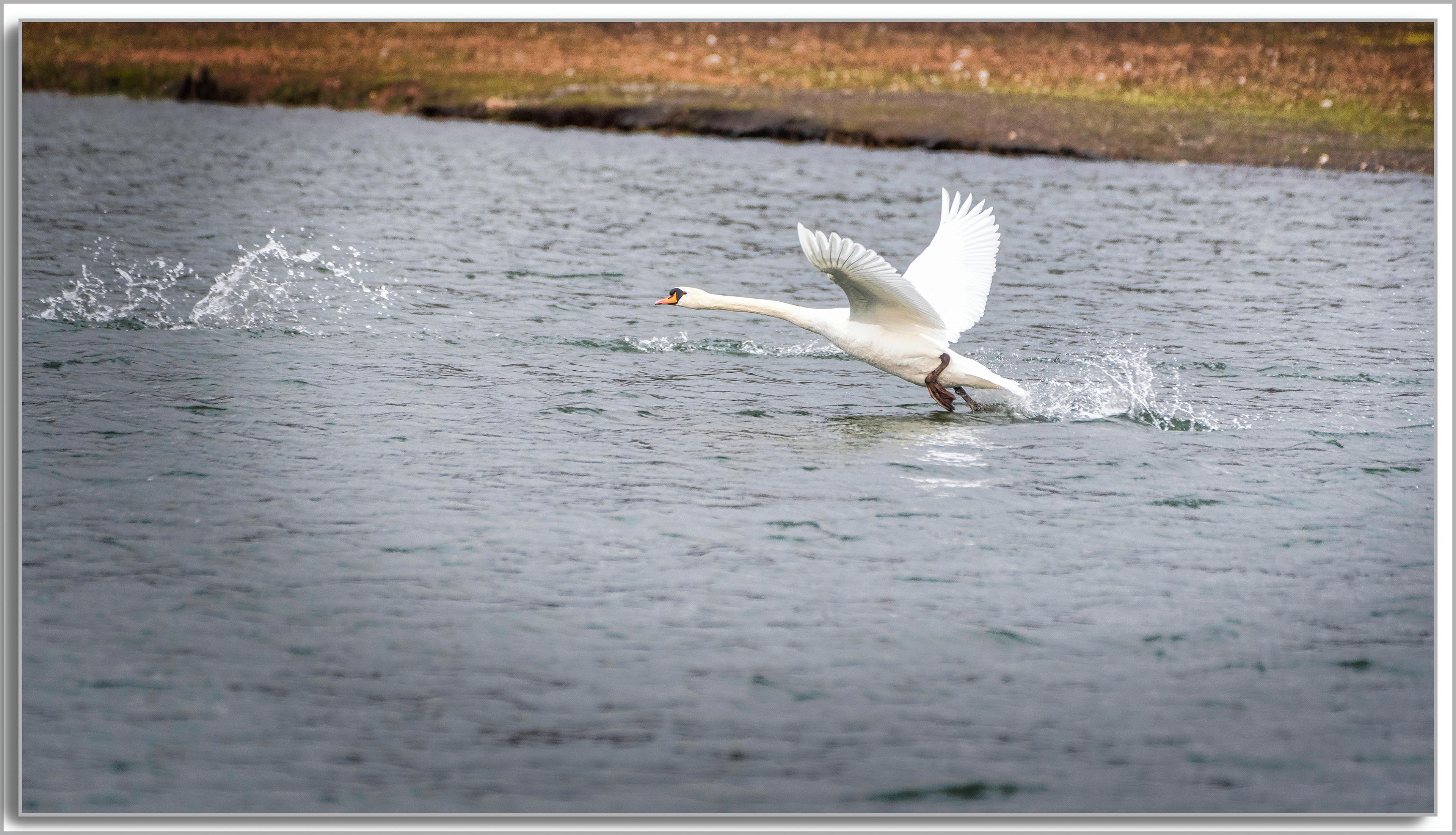 Cygne turberculé - Cygnus Olor
