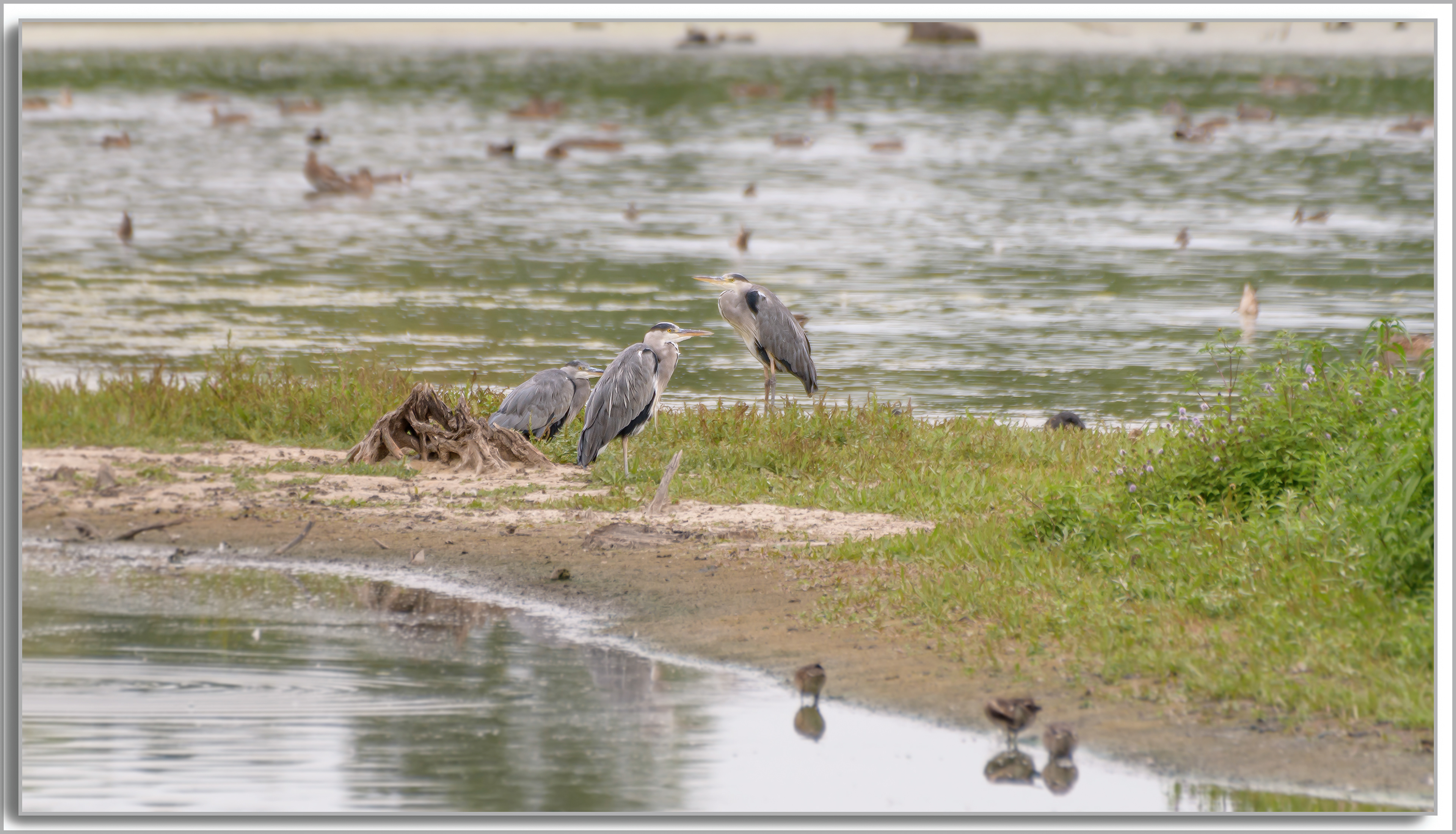 Héron cendré - Ardea Cinerea