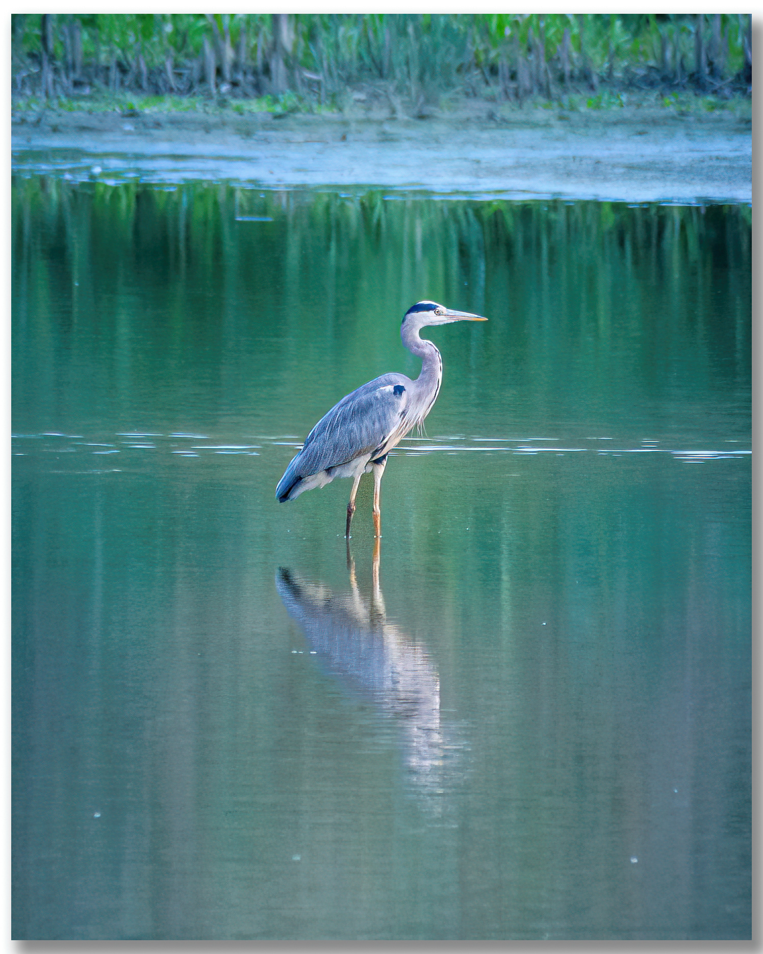 Héron cendré - Ardea Cinerea