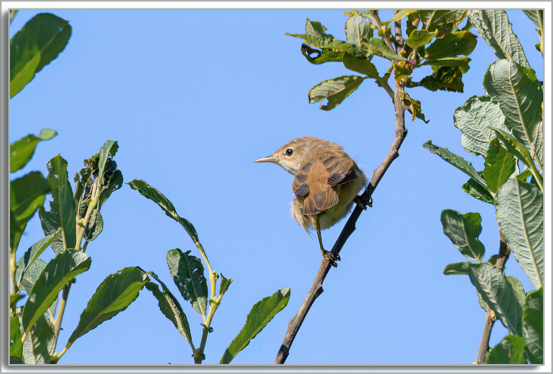 Rousserolle effarvatte - Acrocephalus scirpaceus