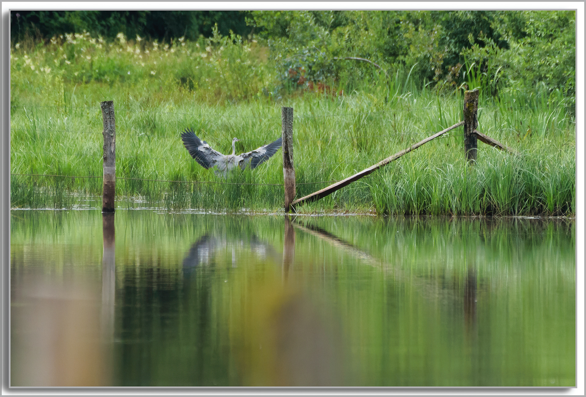 Héron cendré - Ardea Cinerea