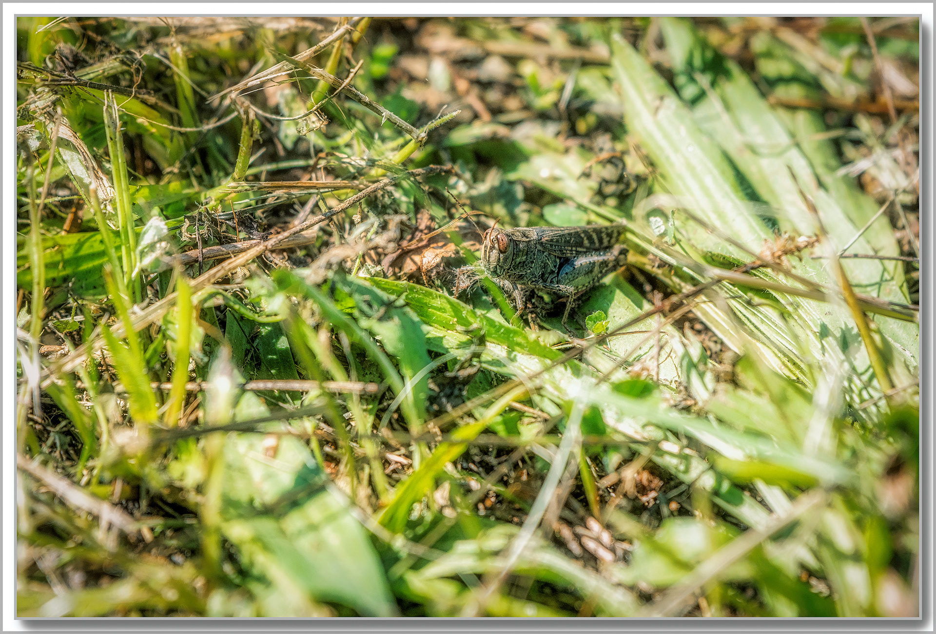 Criquet italien - Calliptamus italicus
