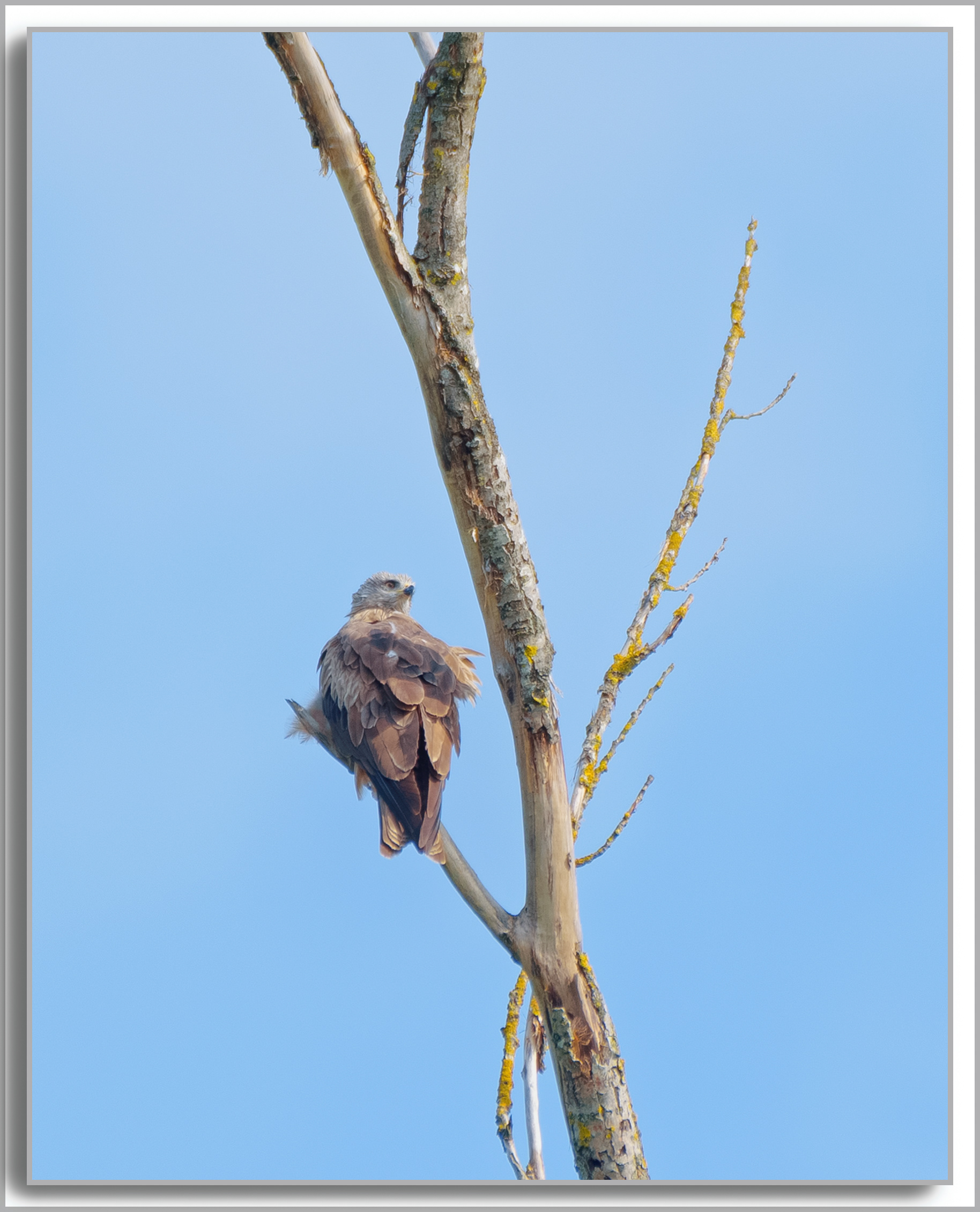 Busard des roseaux - Circus aeruginosus