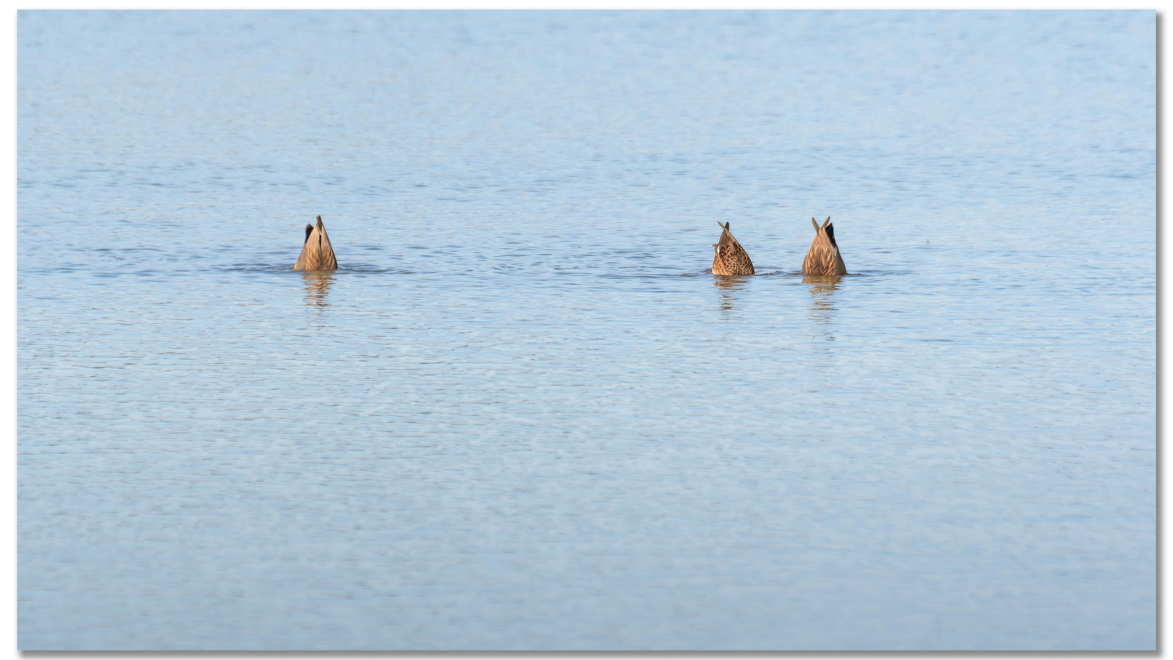 Canard Chipeau - Mareca strepera