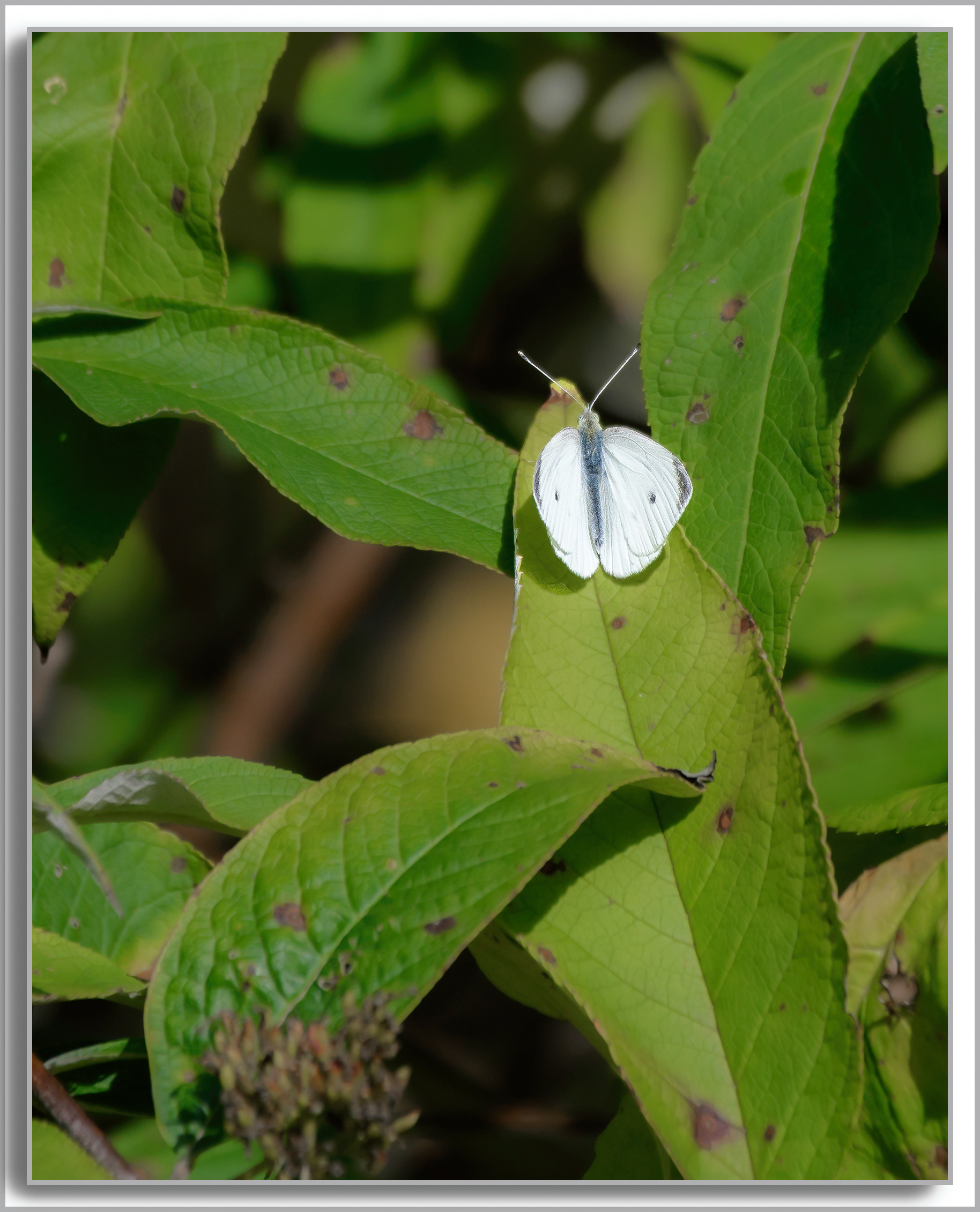 Piéride de la Rave - Pieris rapae