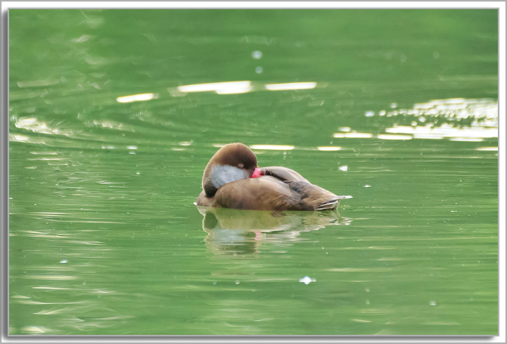 Nette rousse - Netta rufina