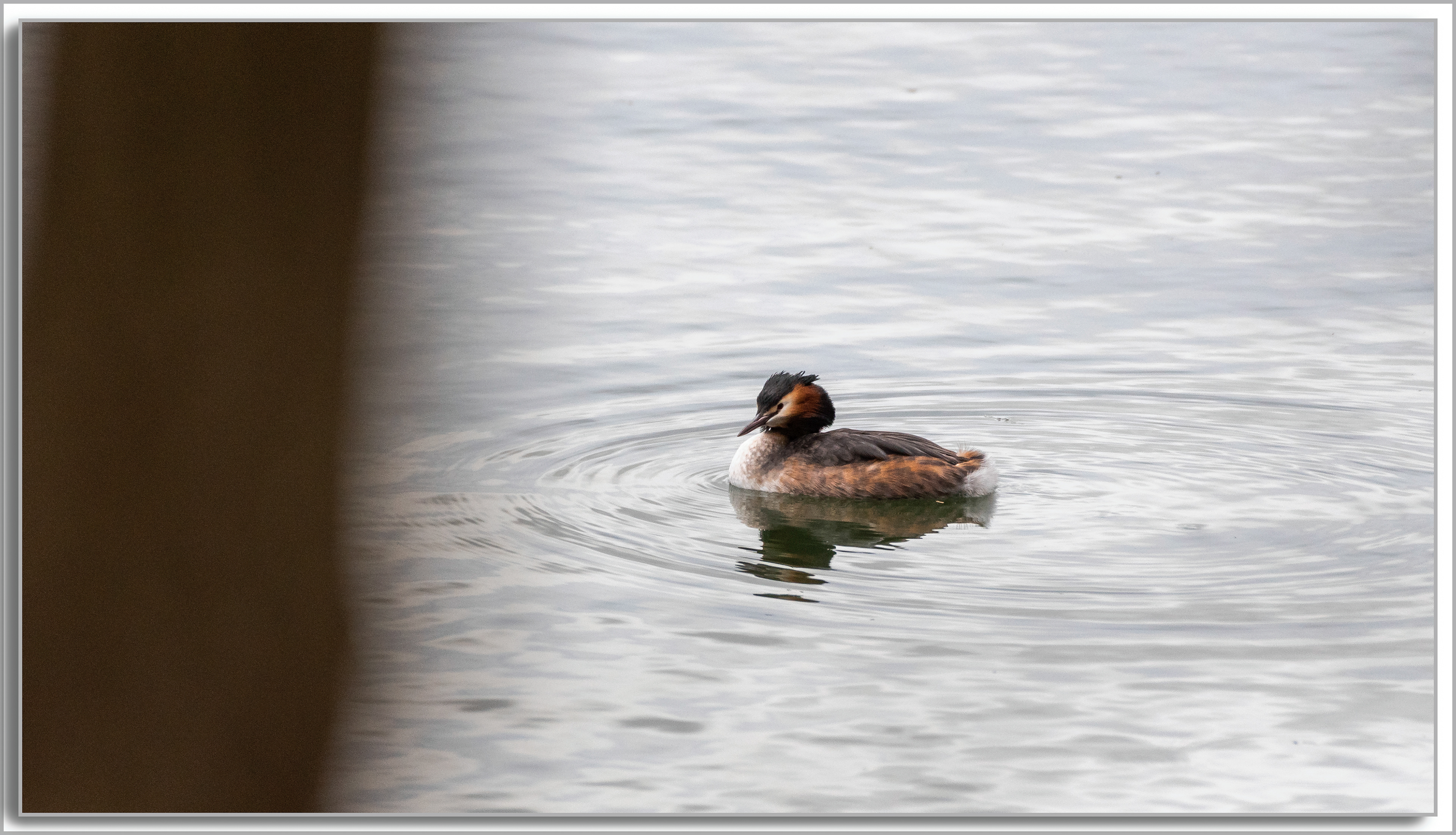 Grèbe huppé - Podiceps Cristatus