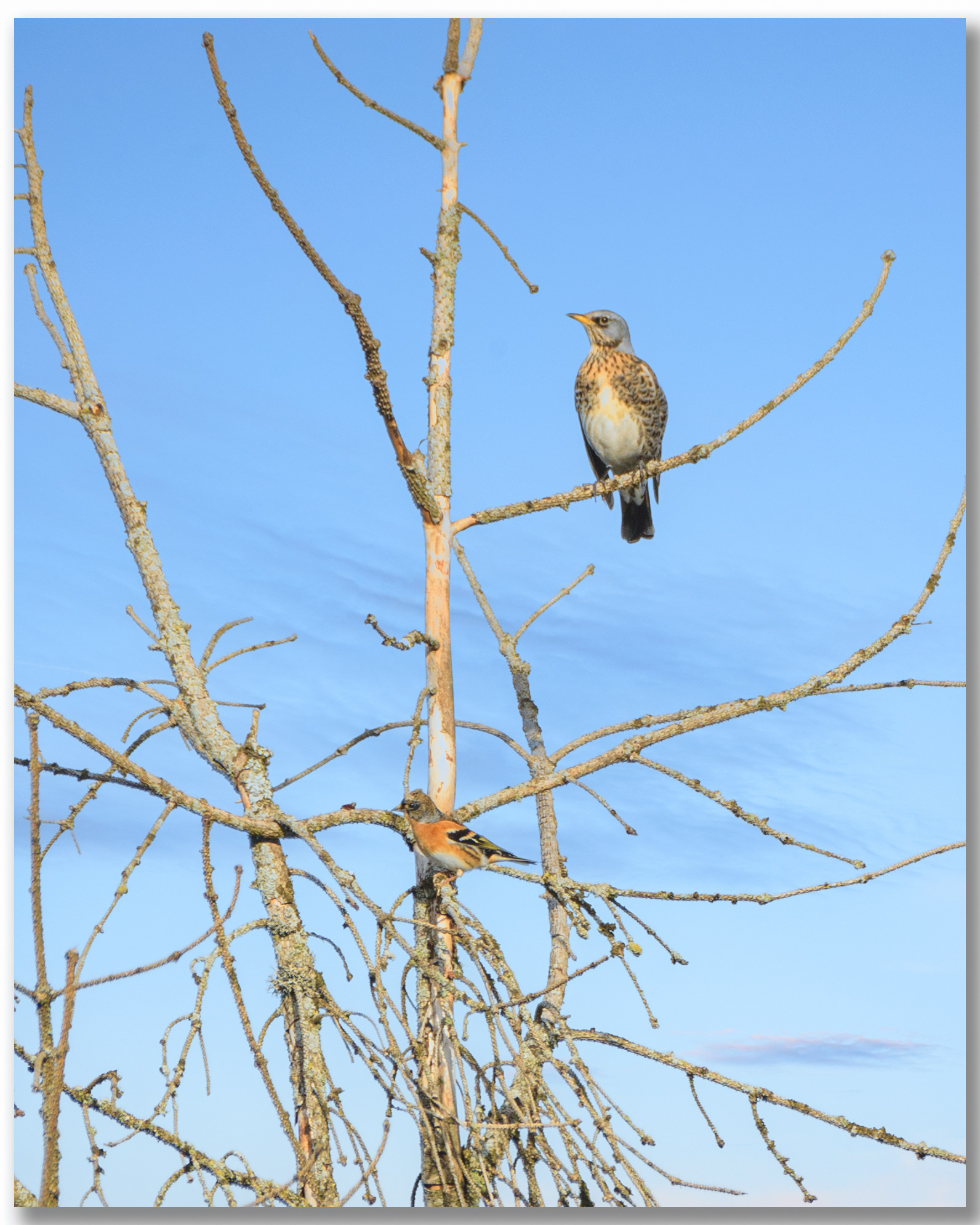 Pinson du nord - Fringilla montifringilla, Grive litorne - Turdus pilaris