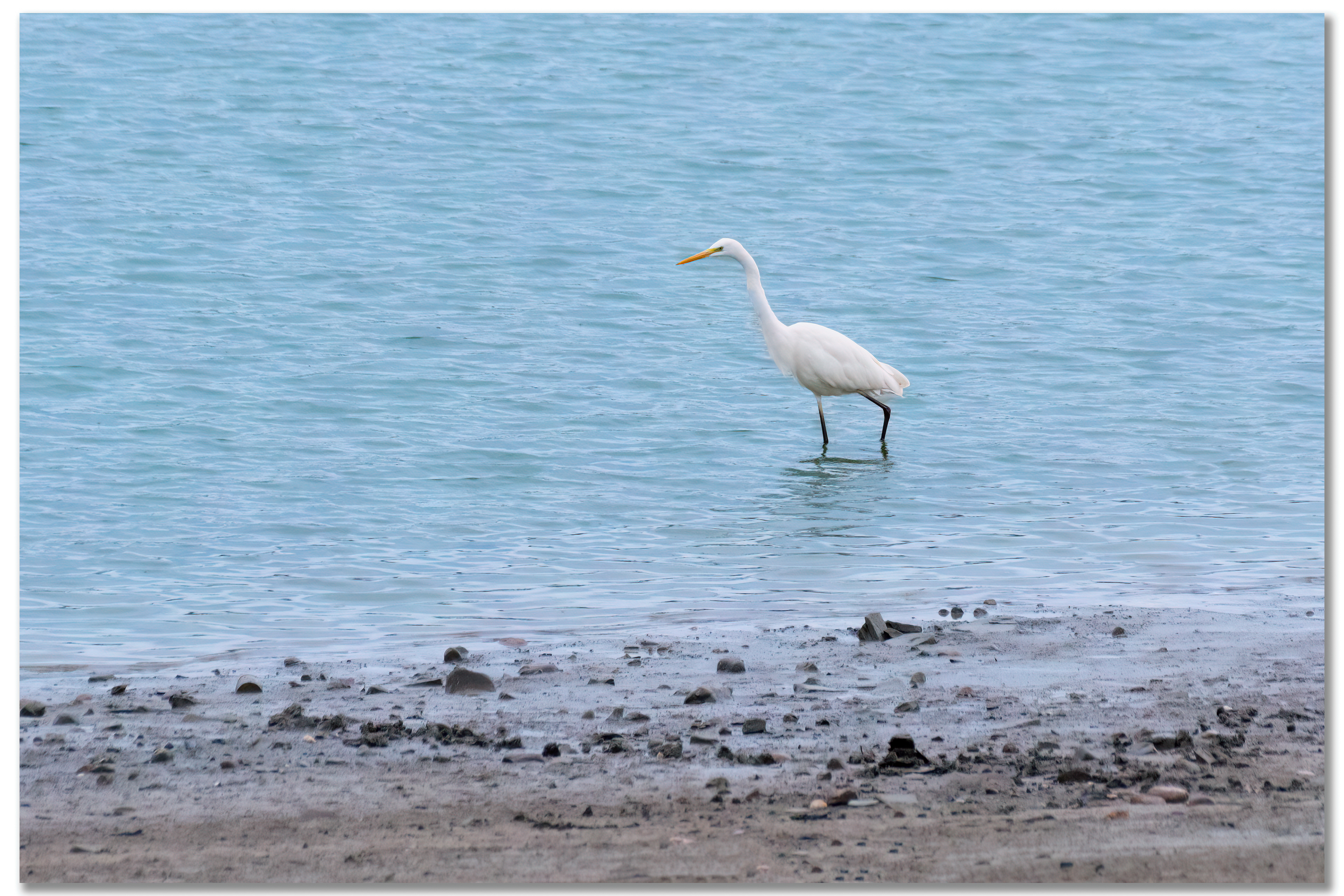 Grande Aigrette - Ardea Alba