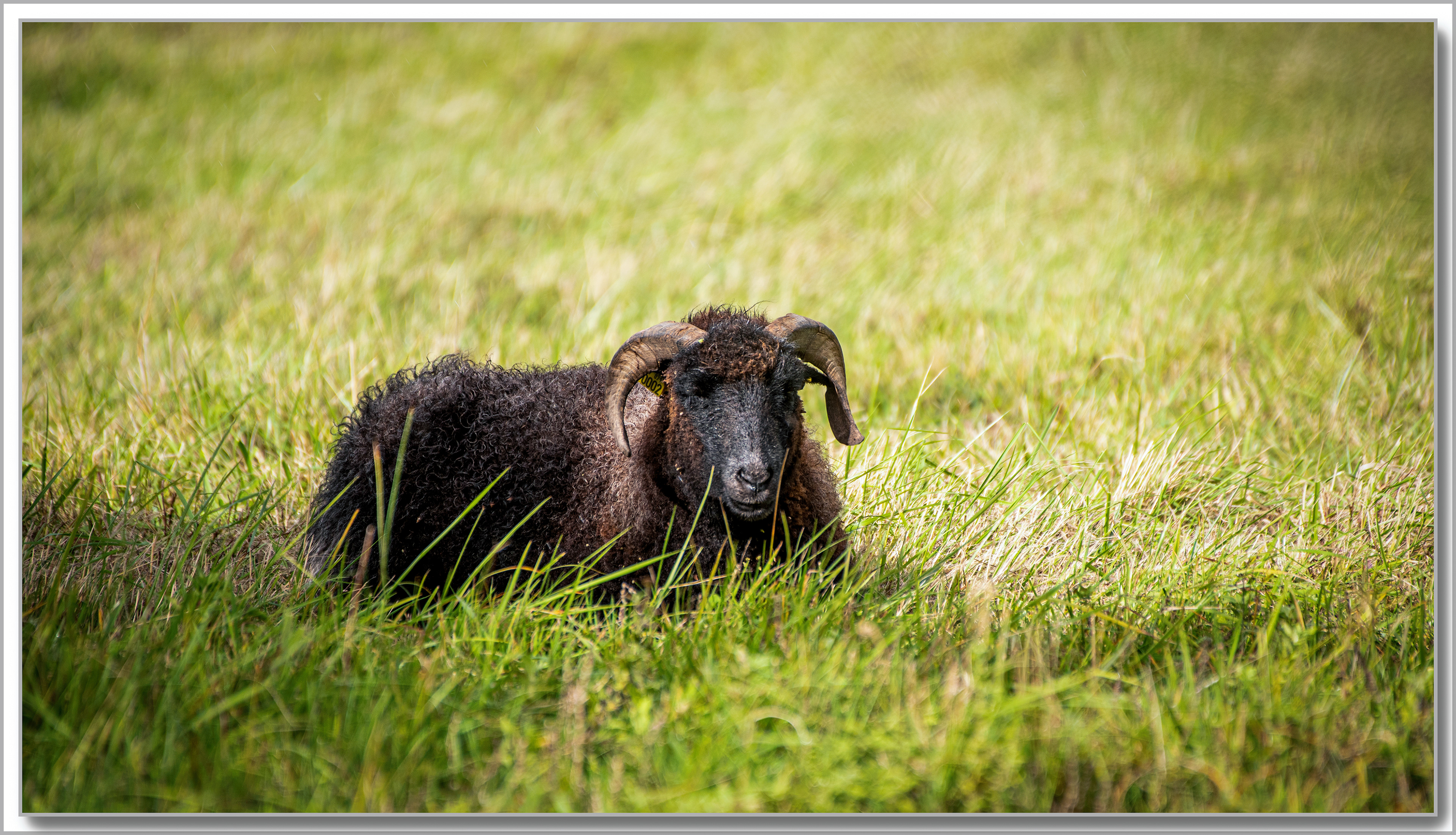 Bélier - Ovis aries