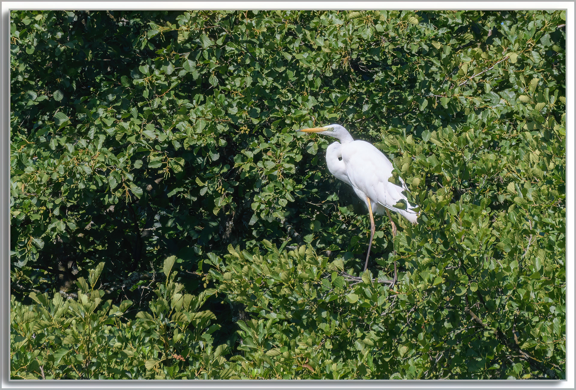 Grande Aigrette - Ardea Alba