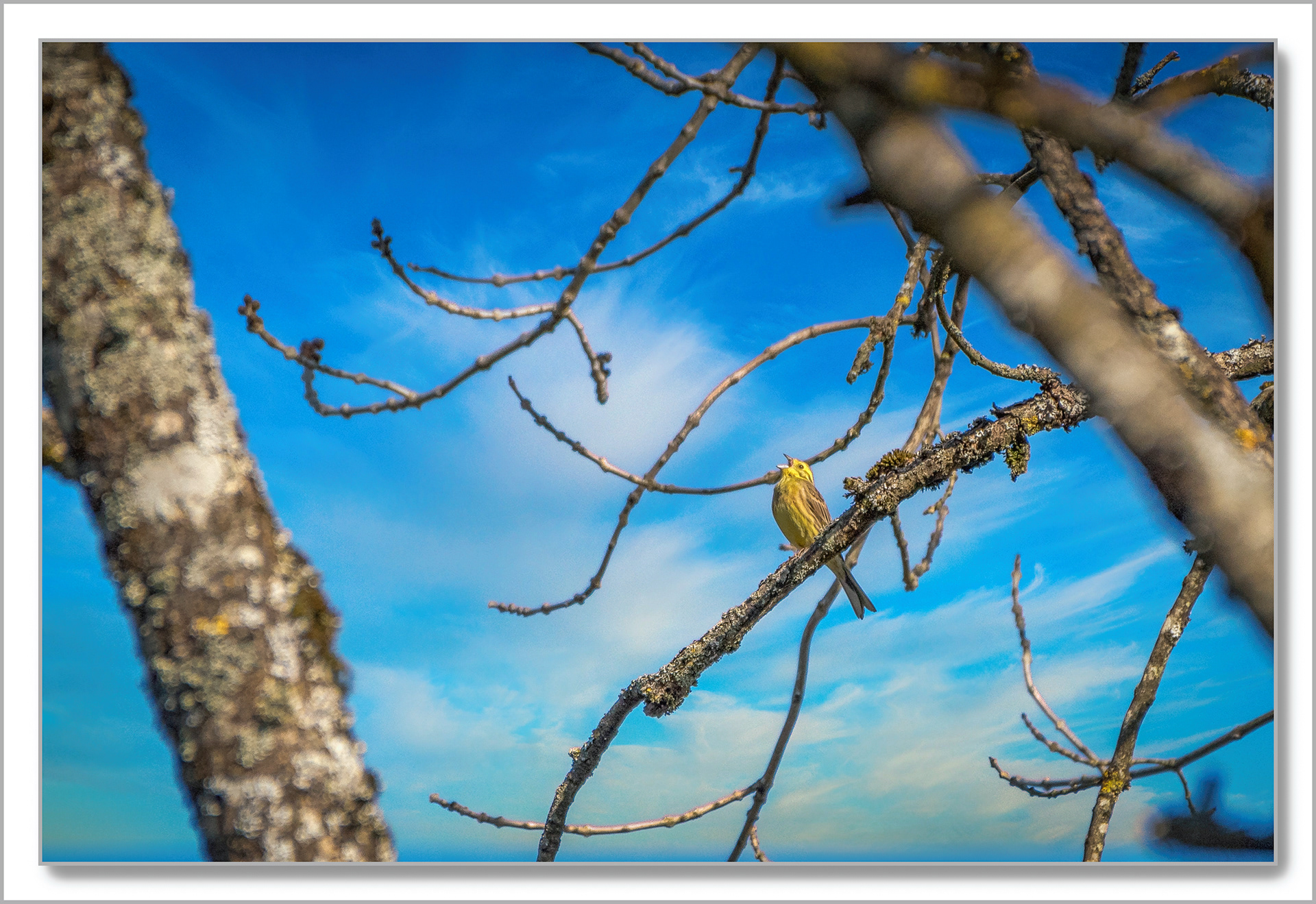 Bruant jaune - Emberiza citrinella