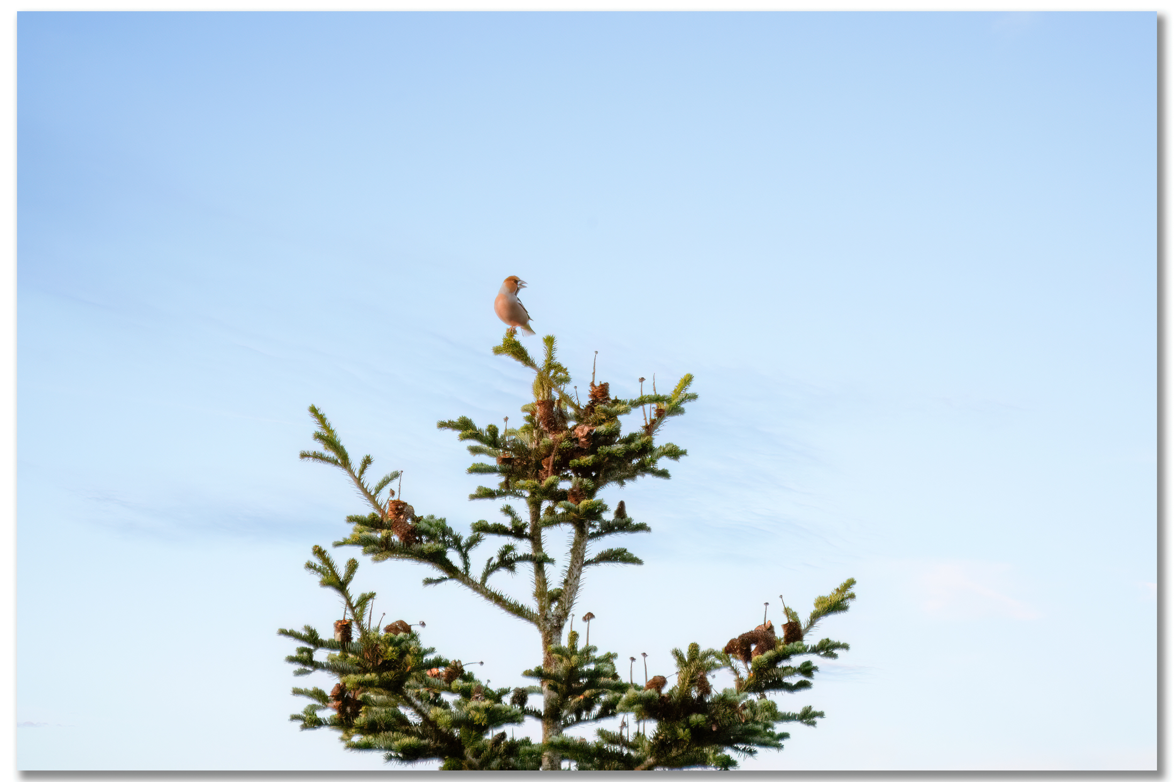 Grosbec casse-noyaux - Coccothraustes coccothraustes