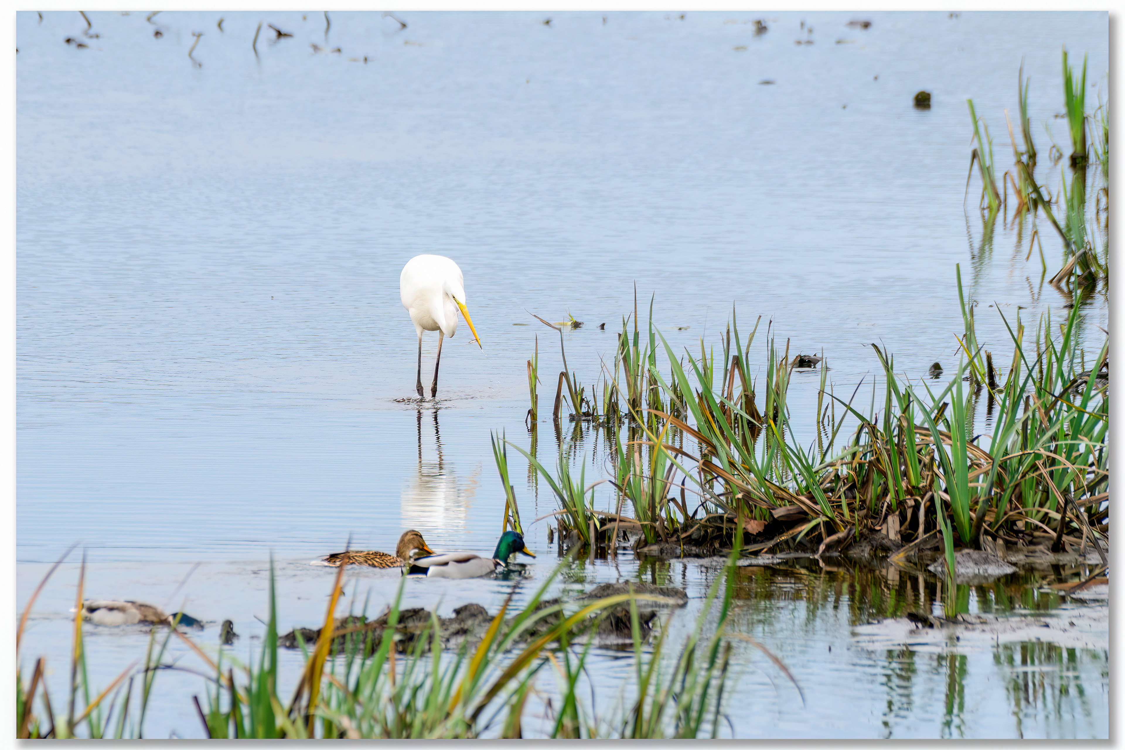 Grande aigrette - Ardea alba