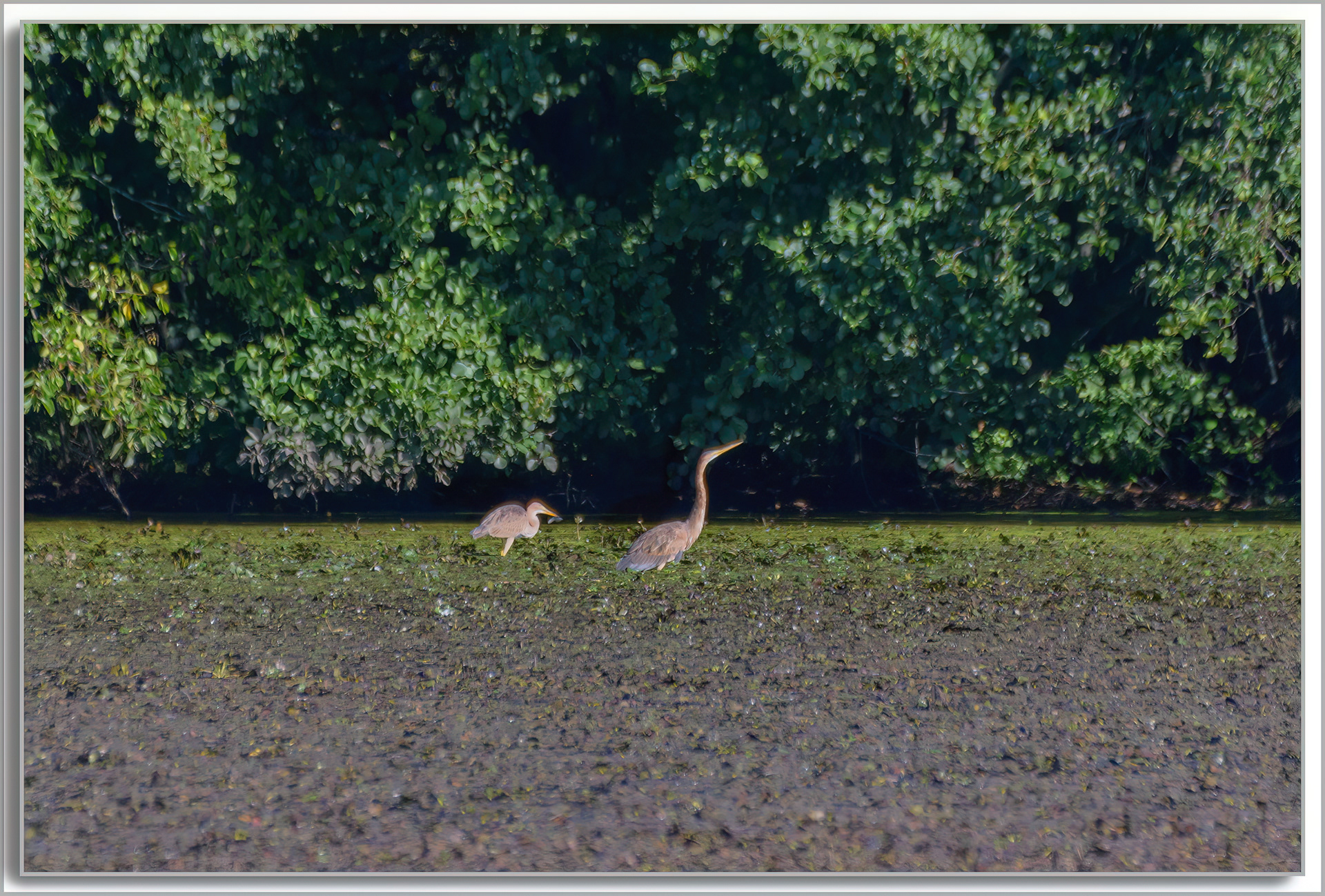 Héron pourpré - Ardea purpurea