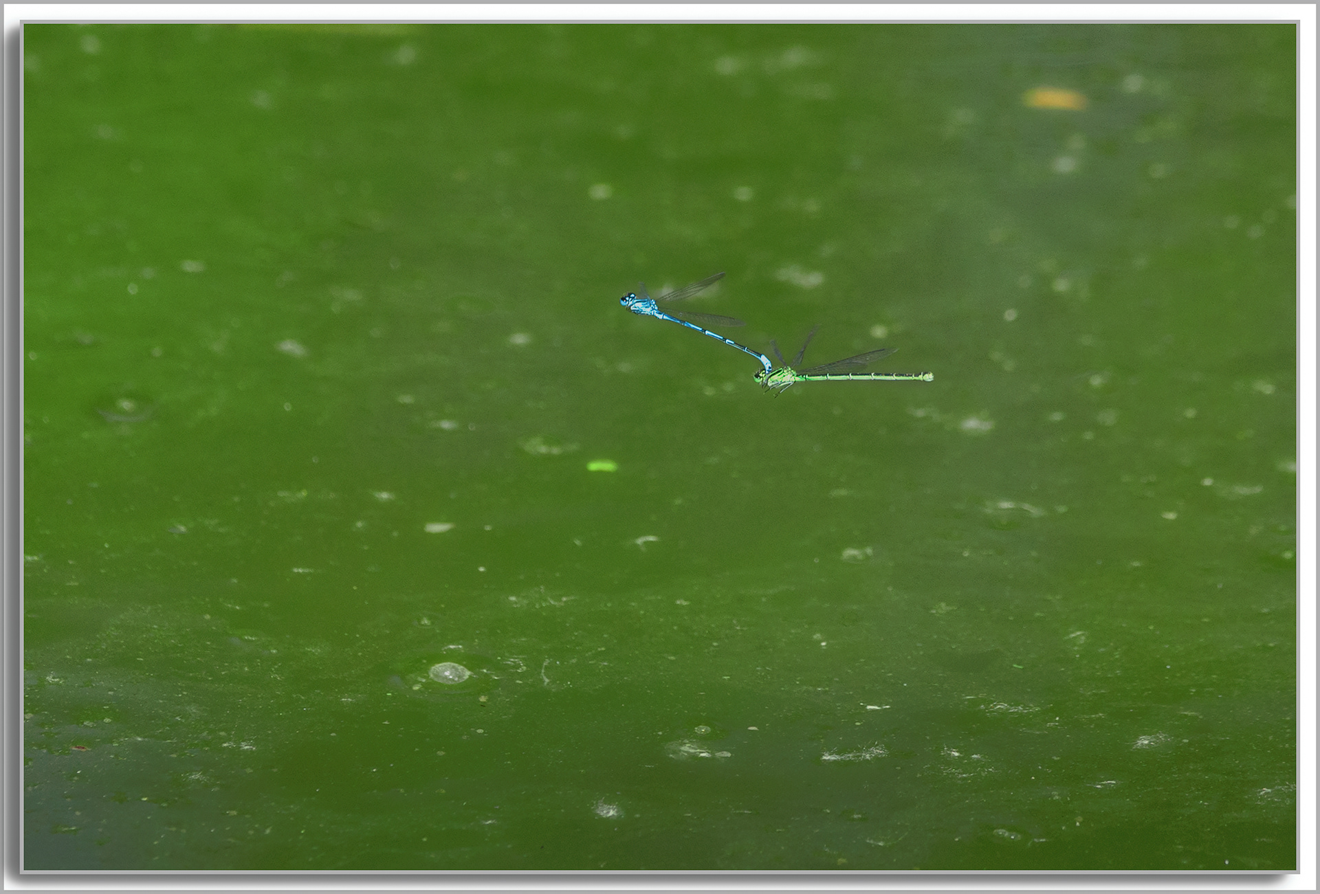 Agrion porte-coupe - Enallagma cyathigerum