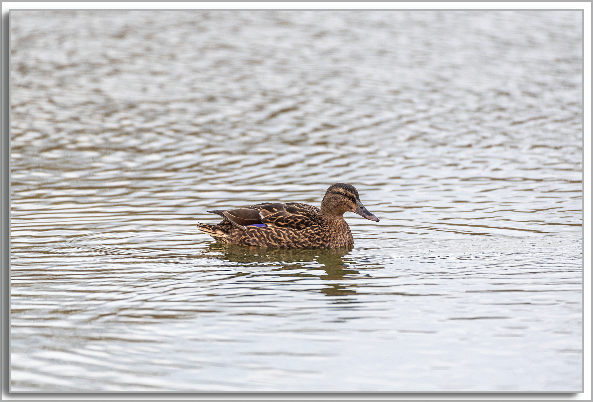 Canard Colvert - Anas platyrhynchos