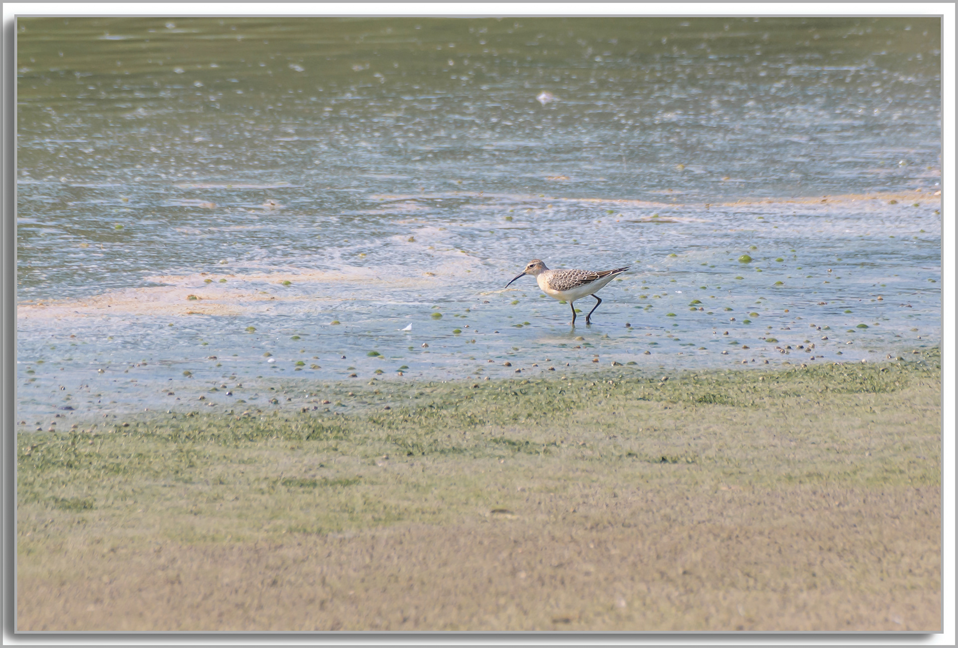 Bécasseau cocorli - Calidris ferruginea