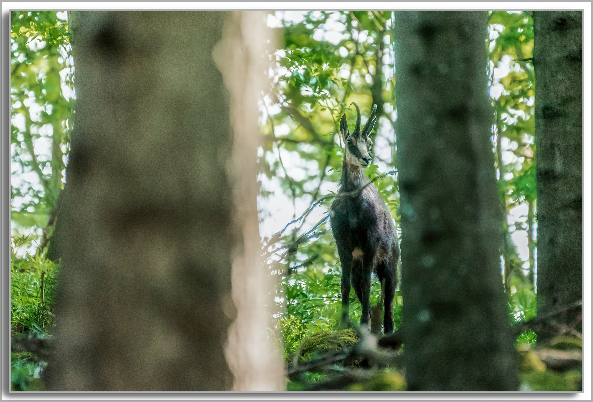 Chamois - Rupicapra rupicapra