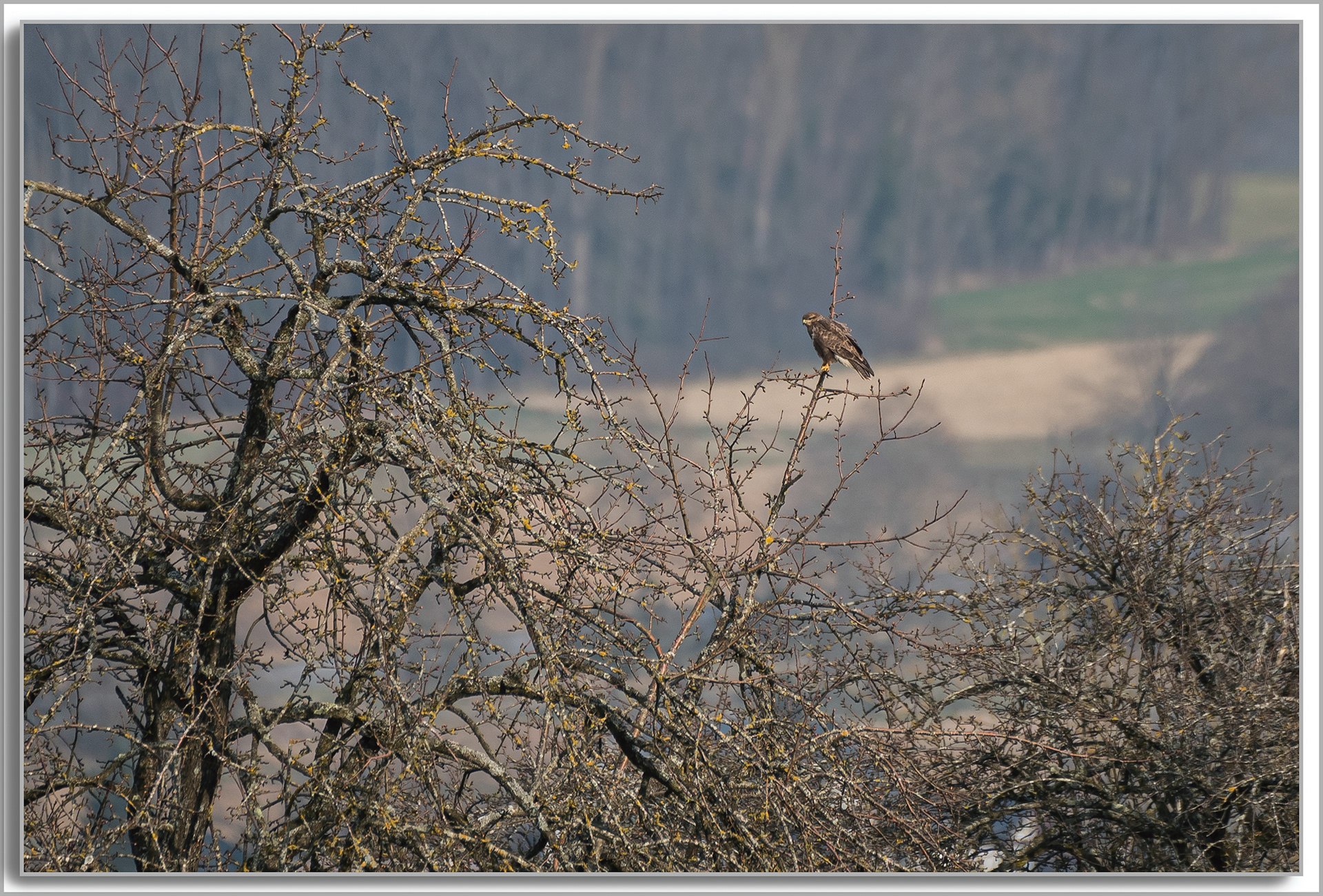 Buse variable - Buteo buteo