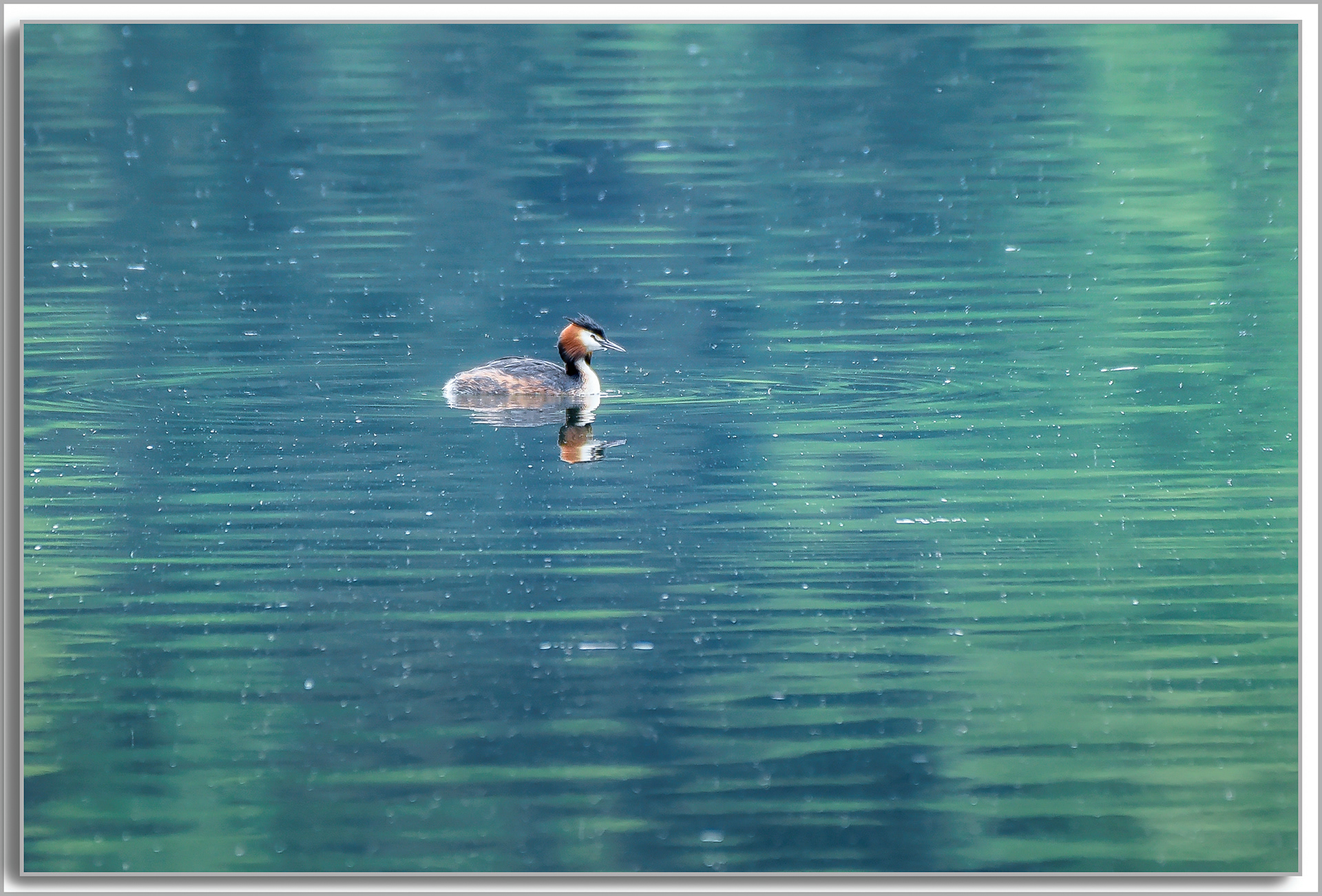 Grèbe huppé - Podiceps Cristatus