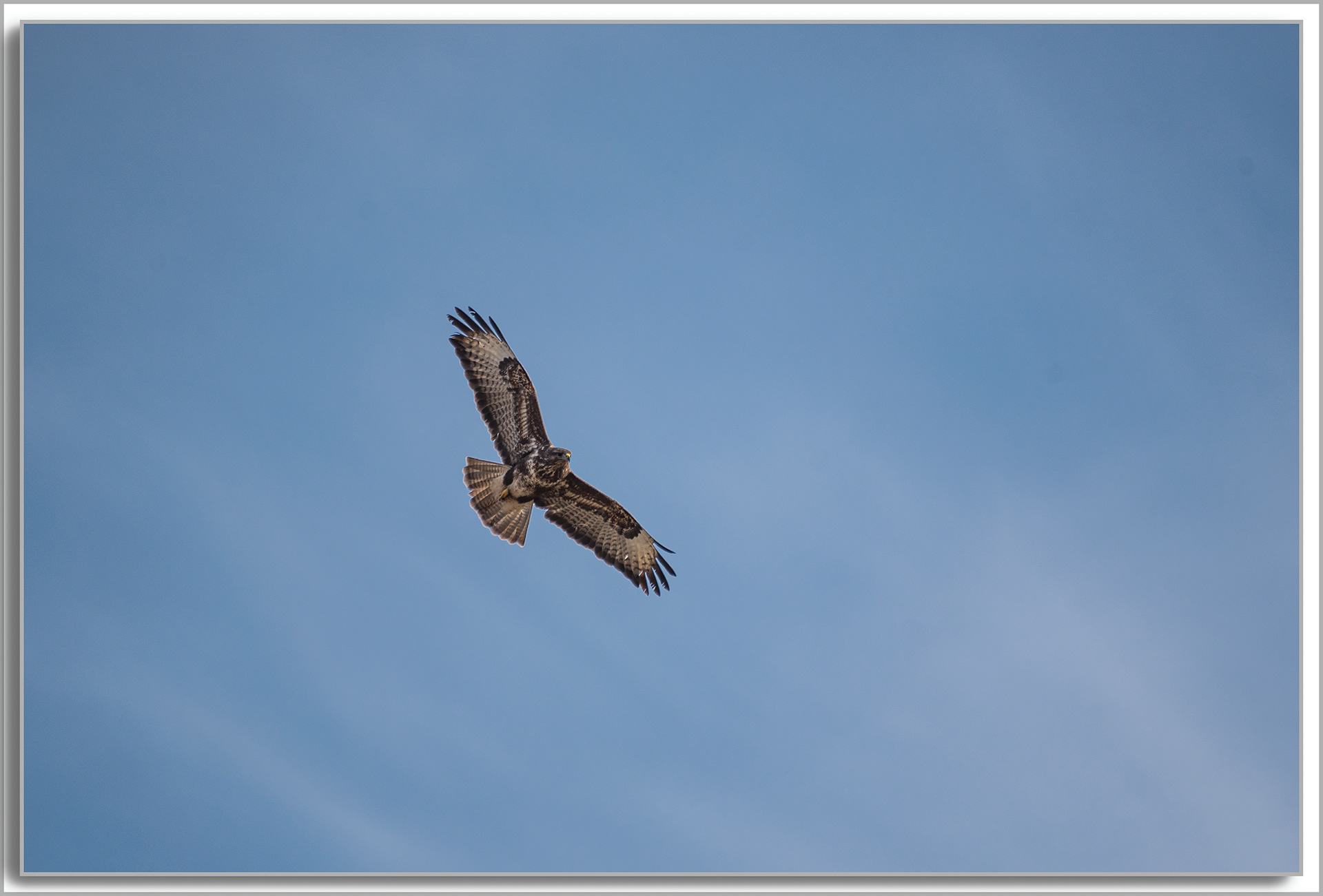 Buse variable - Buteo buteo