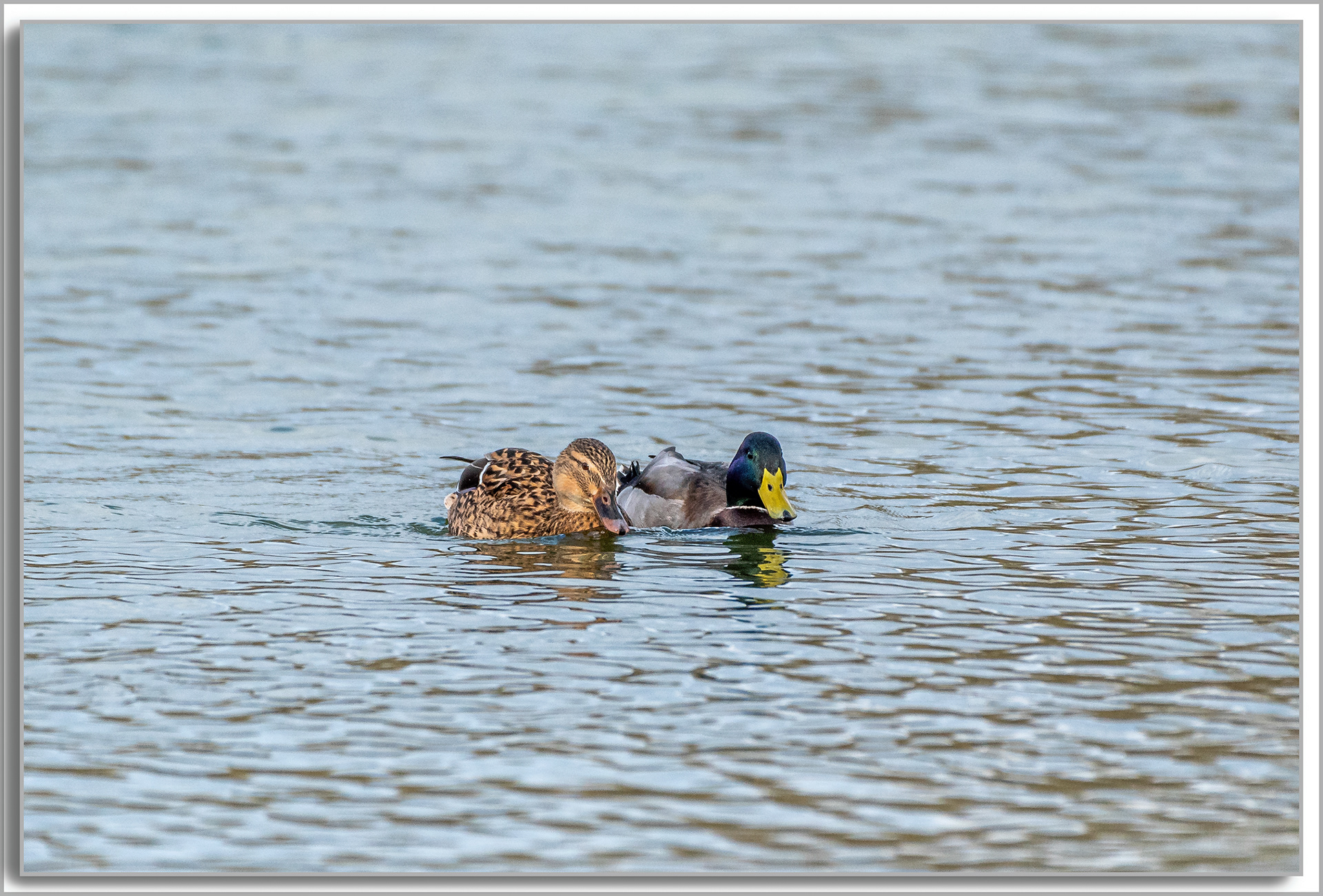 Canard Colvert - Anas platyrhynchos