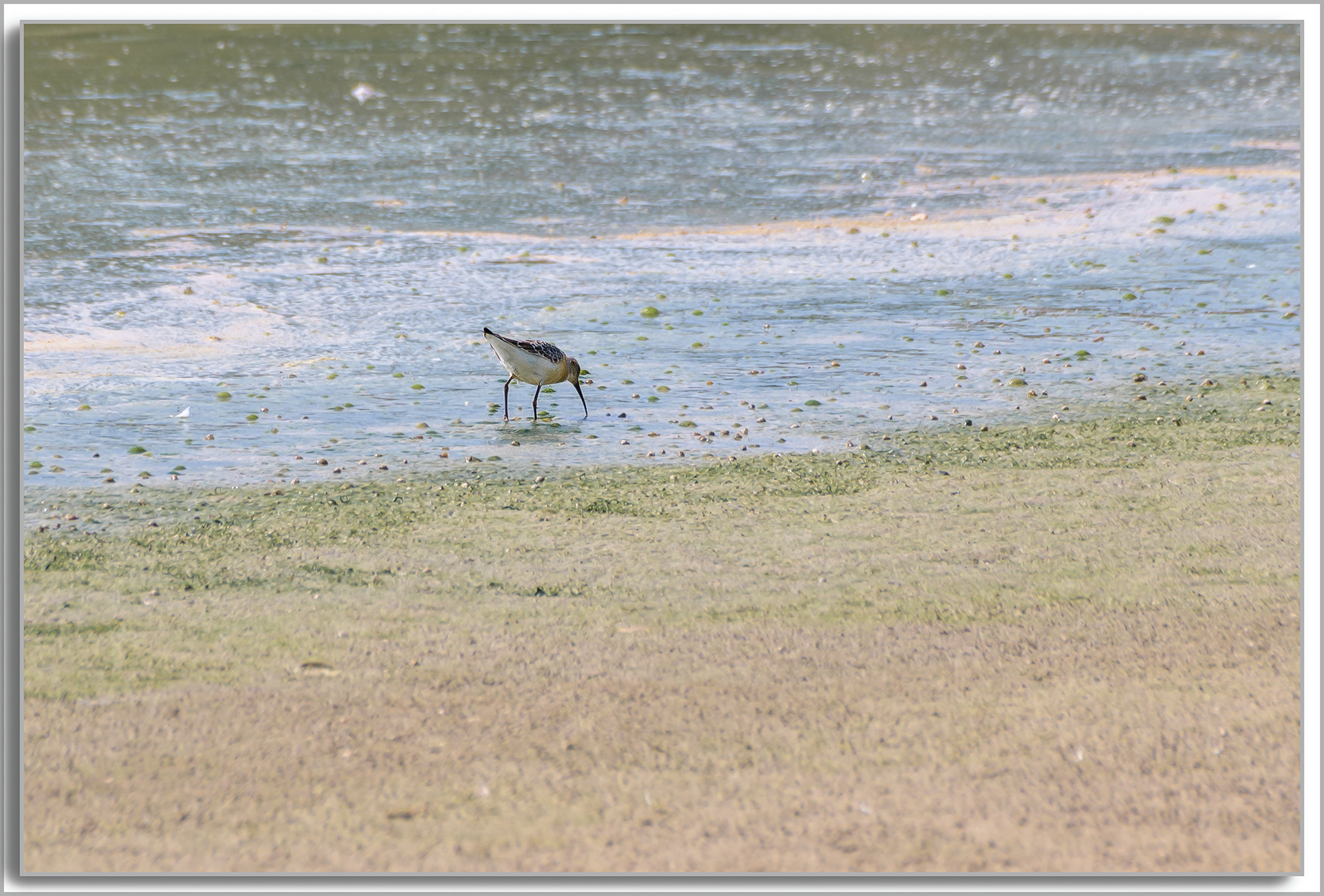 Bécasseau cocorli - Calidris ferruginea