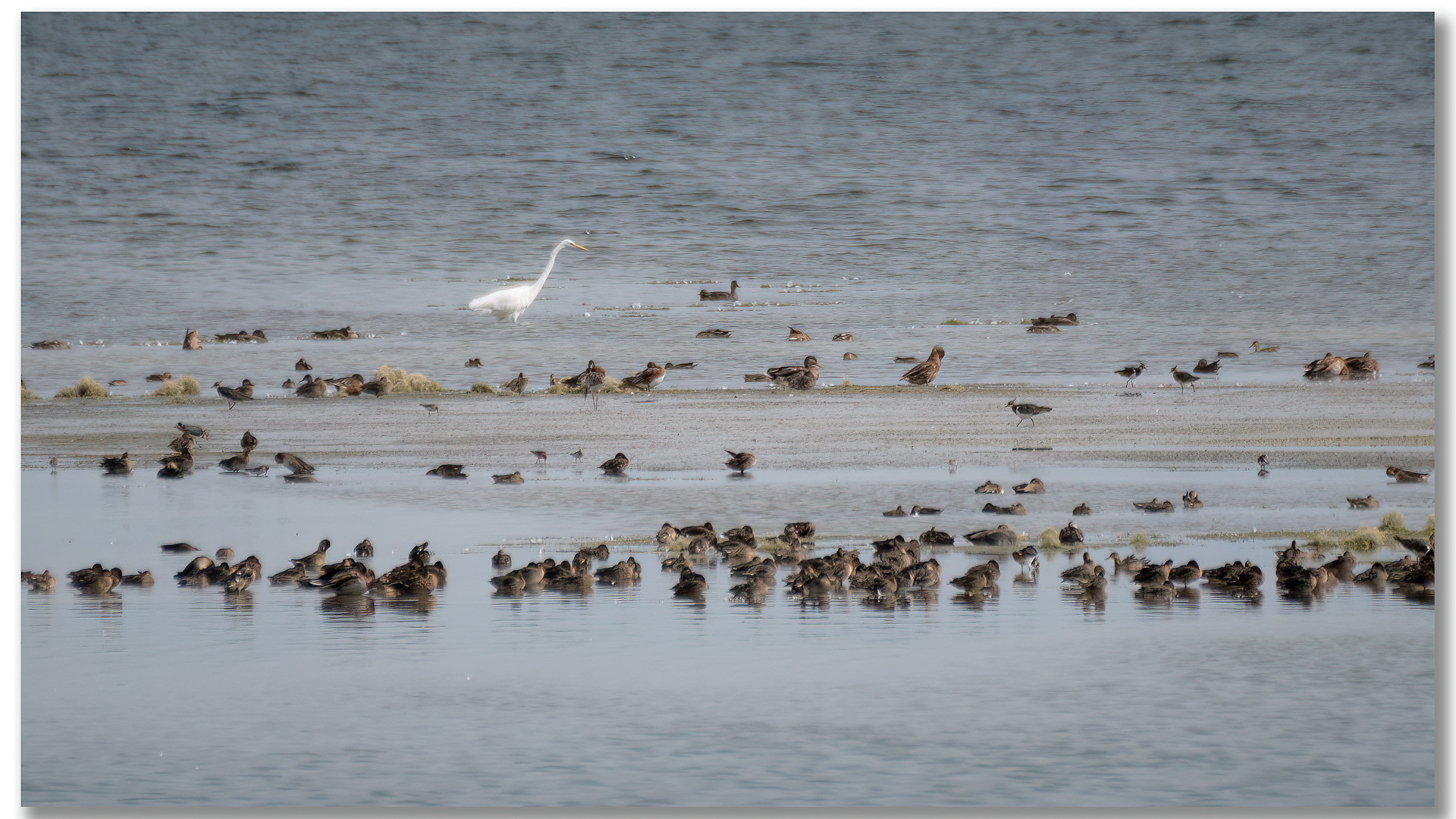 Grande Aigrette - Ardea Alba, Vanneau huppé - Vanellus Vanellus