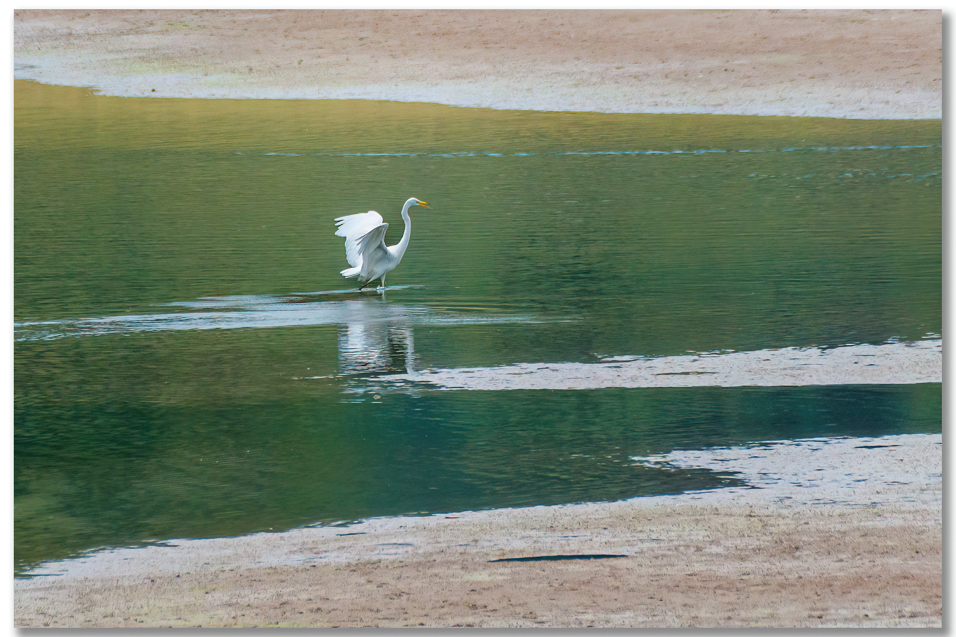 Grande Aigrette - Ardea Alba
