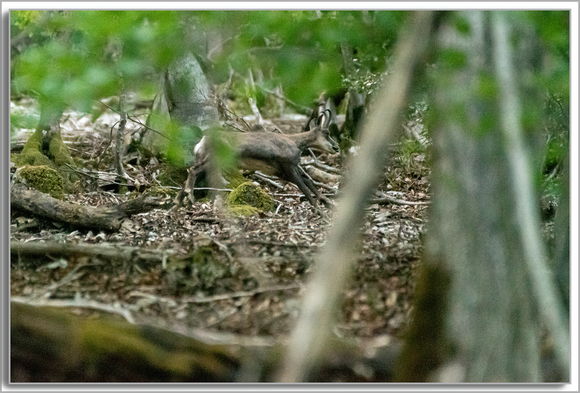 Chamois - Rupicapra rupicapra