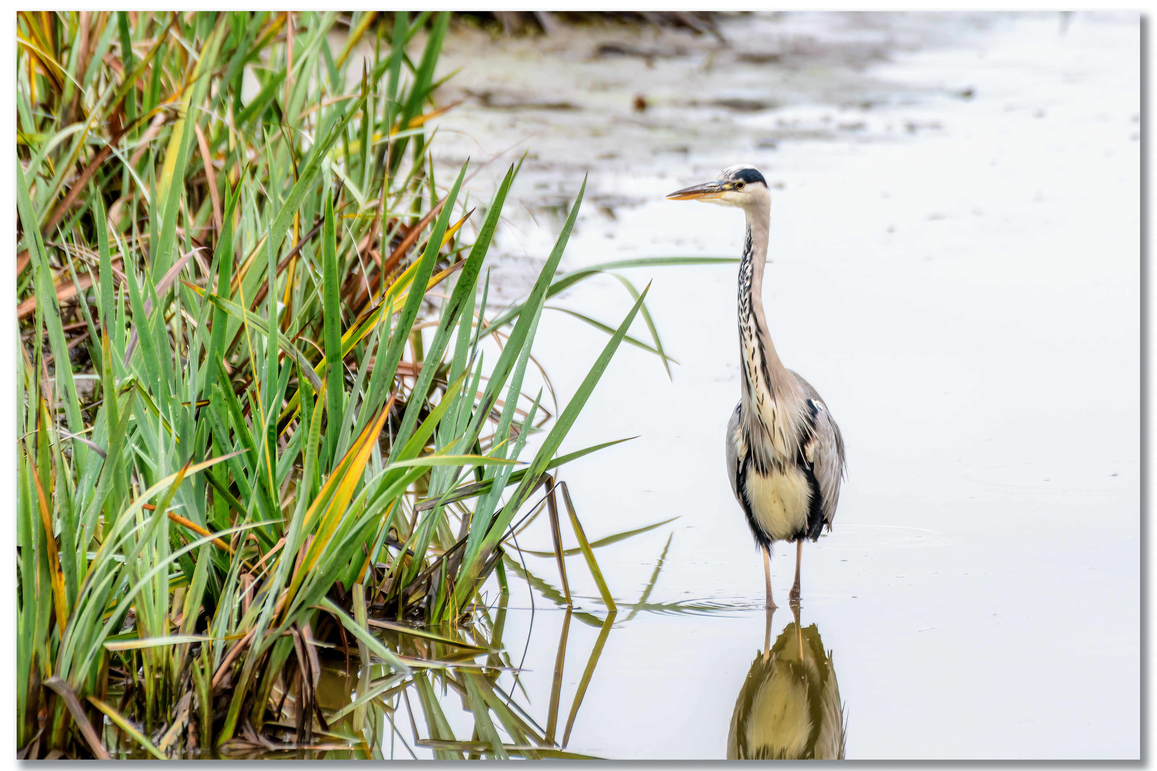 Héron cendré - Ardea Cinerea
