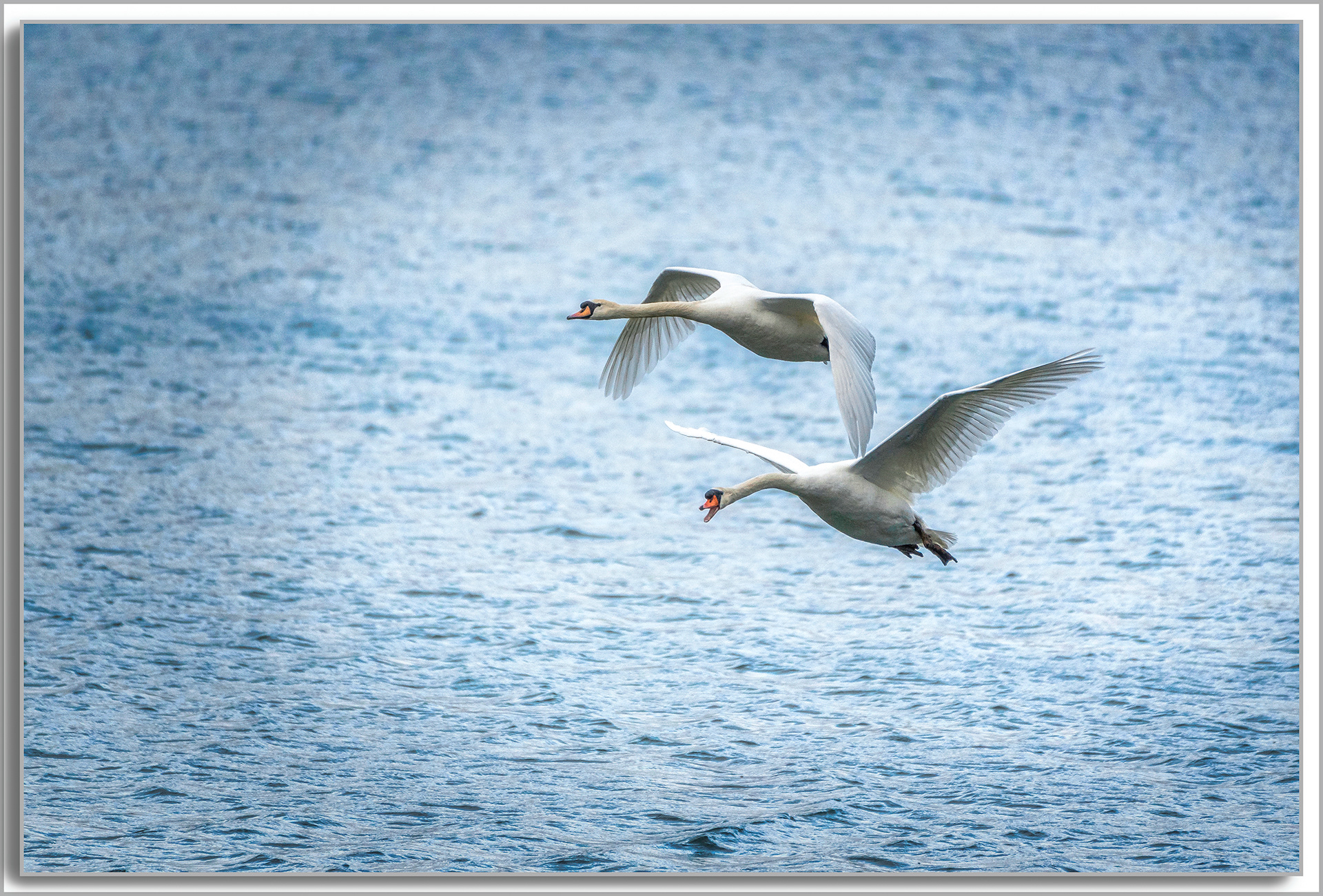 Cygne turberculé - Cygnus Olor