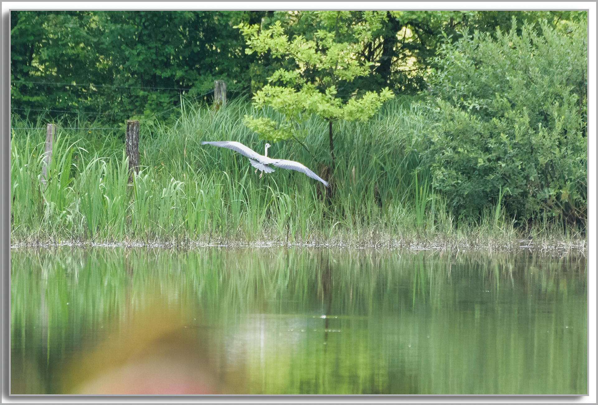 Héron cendré - Ardea Cinerea
