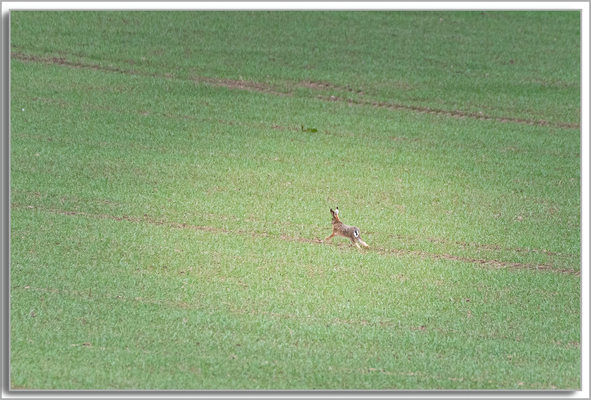 Lièvre d'Europe - Lepus europaeus