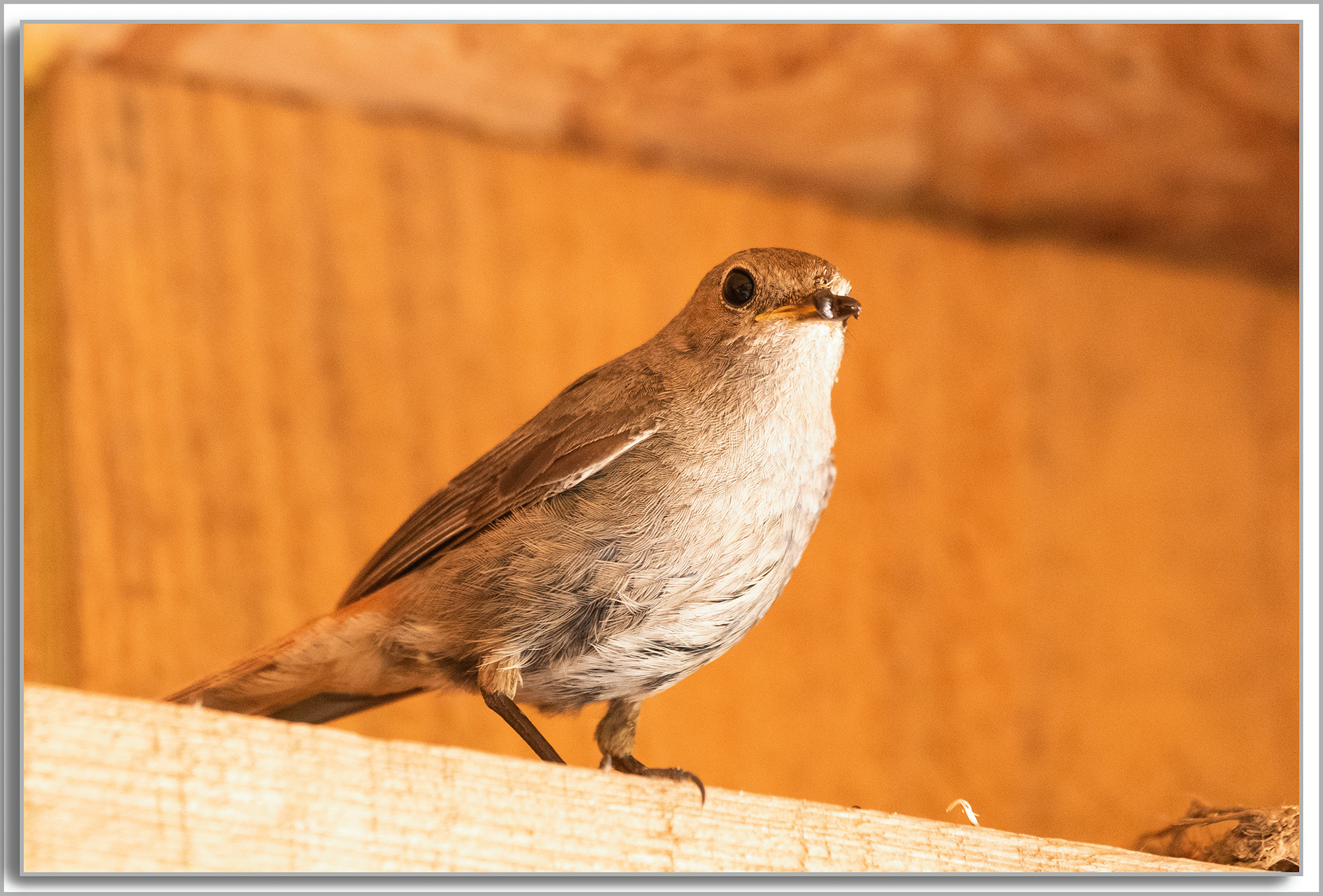 Rougequeue noir - Phoenicurus Ochruros