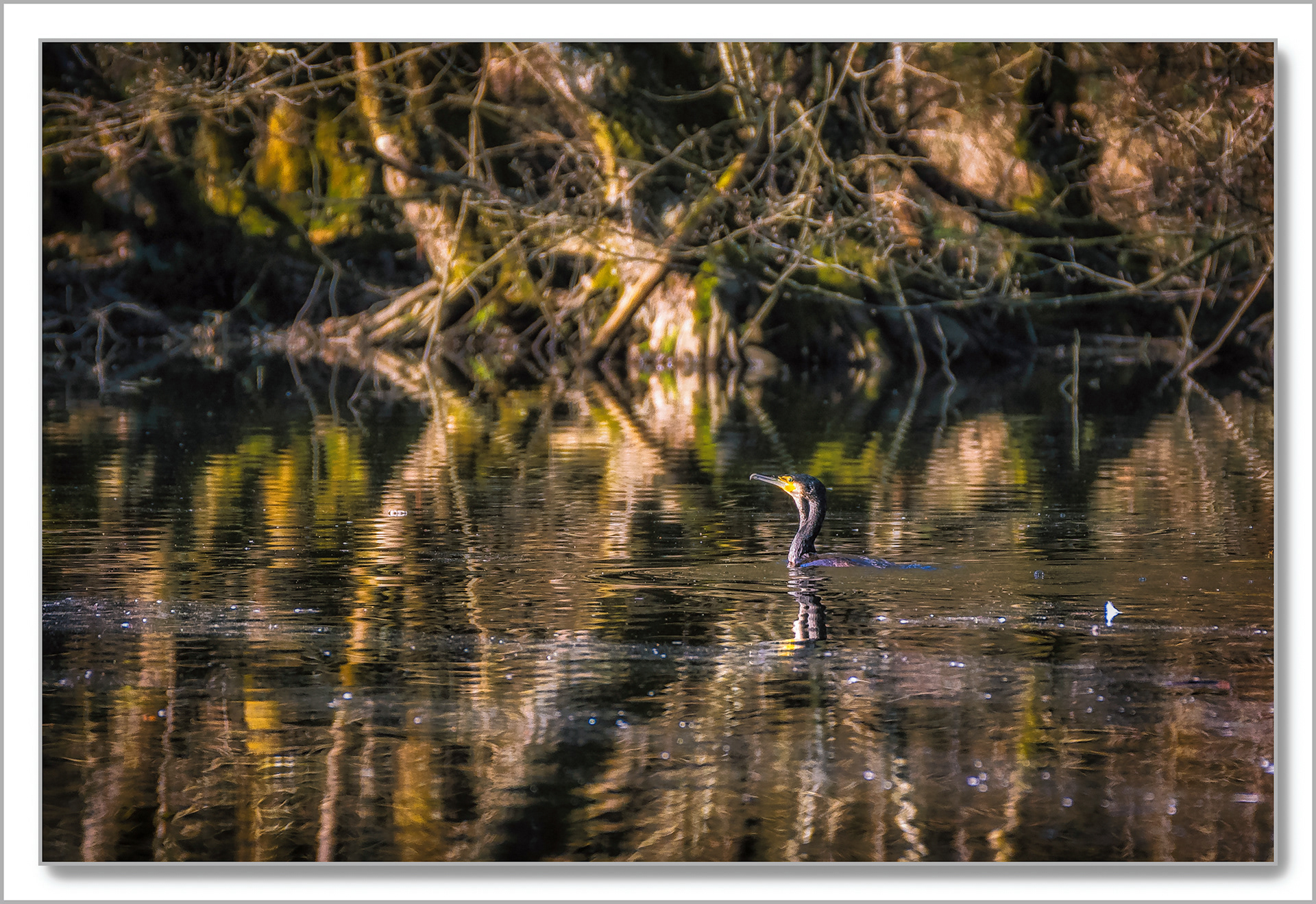 Grand Cormoran - Phalacrocorax carbo