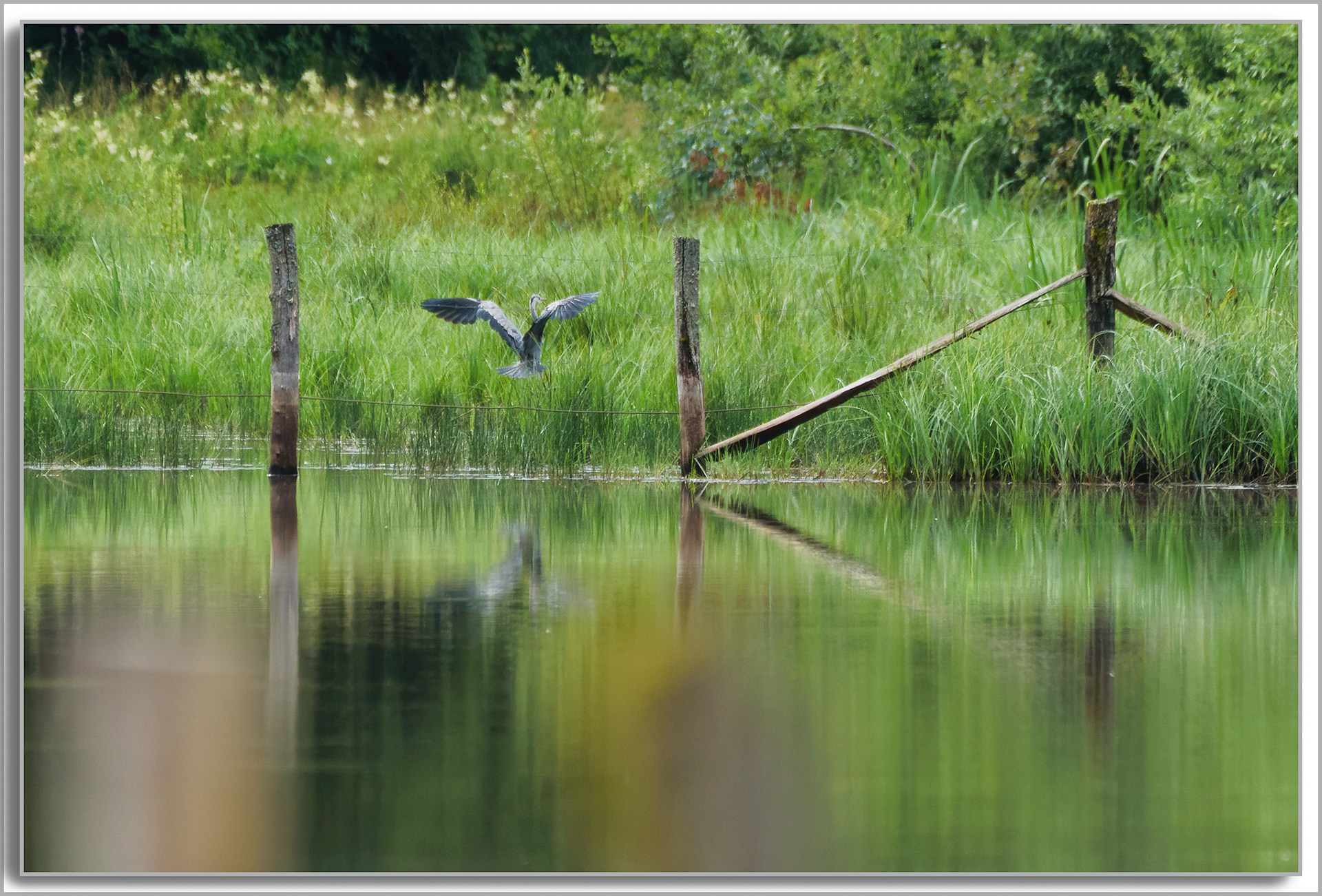 Héron cendré - Ardea Cinerea